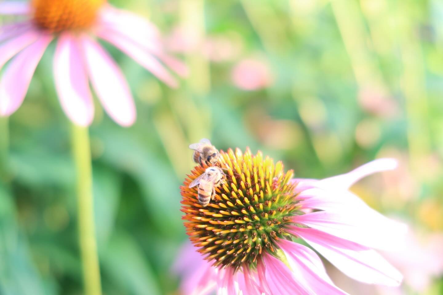My daughter captured this photo of two honey bees on a purple coneflower. Love it so! 💕 🐝 🐝