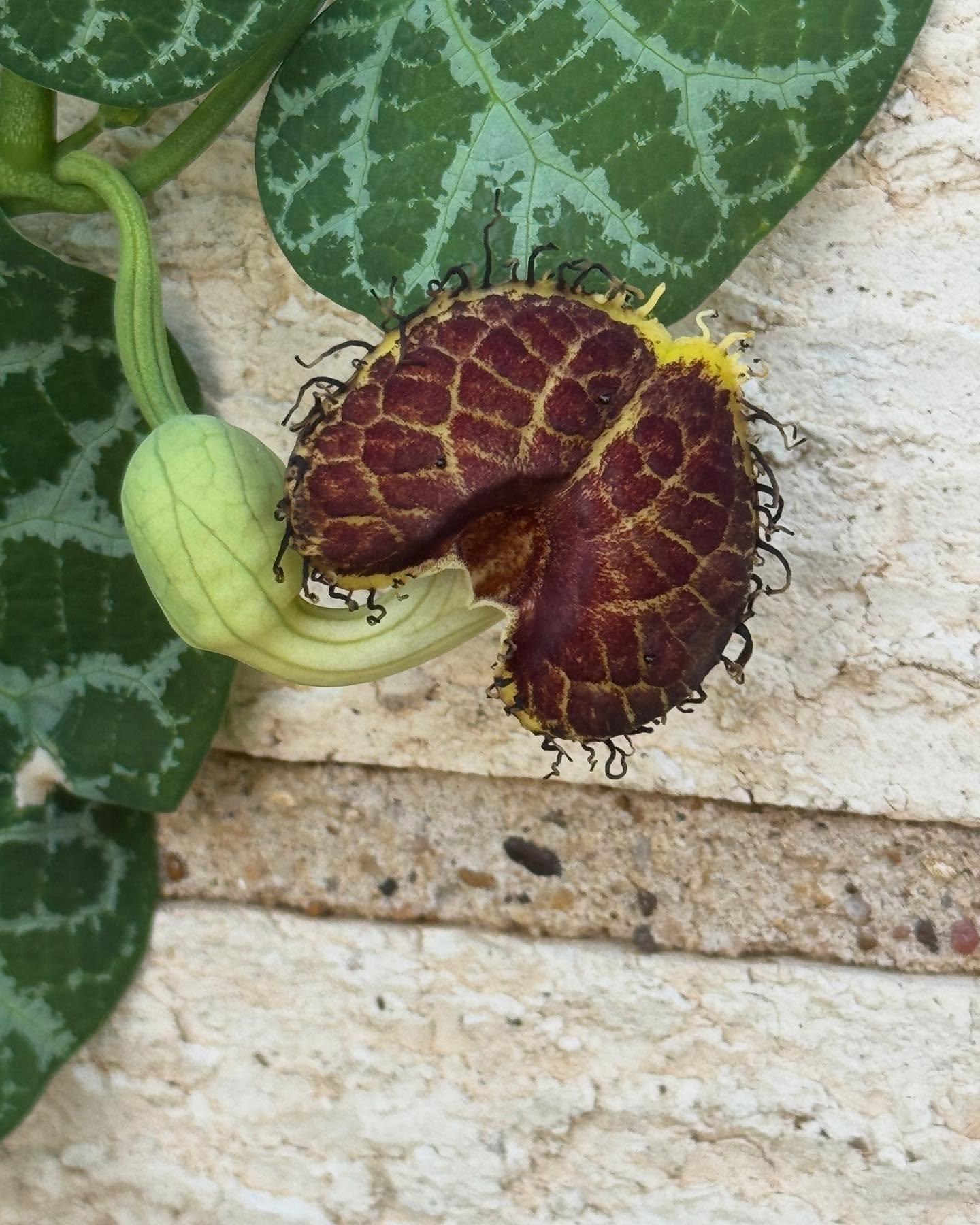 Gardeners love to share plants! 🪴 

A special friend and gardener @hitormissgardening  gave me a White-Veined Dutchman&rsquo;s Pipevine last year. It is a very unique plant that you don&rsquo;t see very often. 

I quickly accepted the gift with a gr