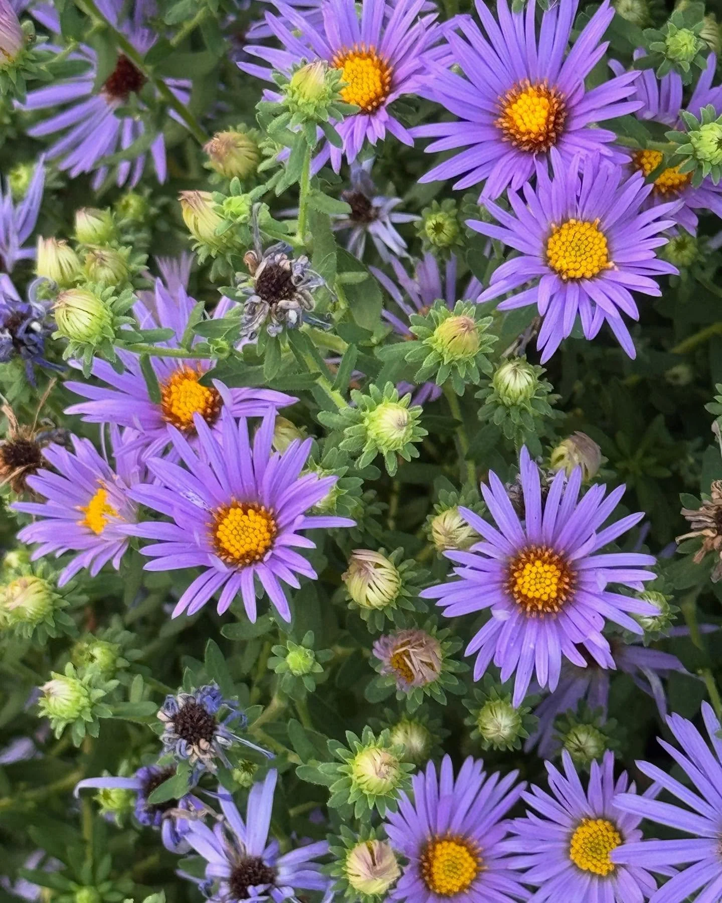 💜💥 PURPLE EXPLOSION! 💥 💜

Fall asters are a powerful pop of vibrant color in your landscape for the full month of October. An amazing and prolific fall bloomer, and a must have for your landscape.

The bees and butterflies will thank you! This is