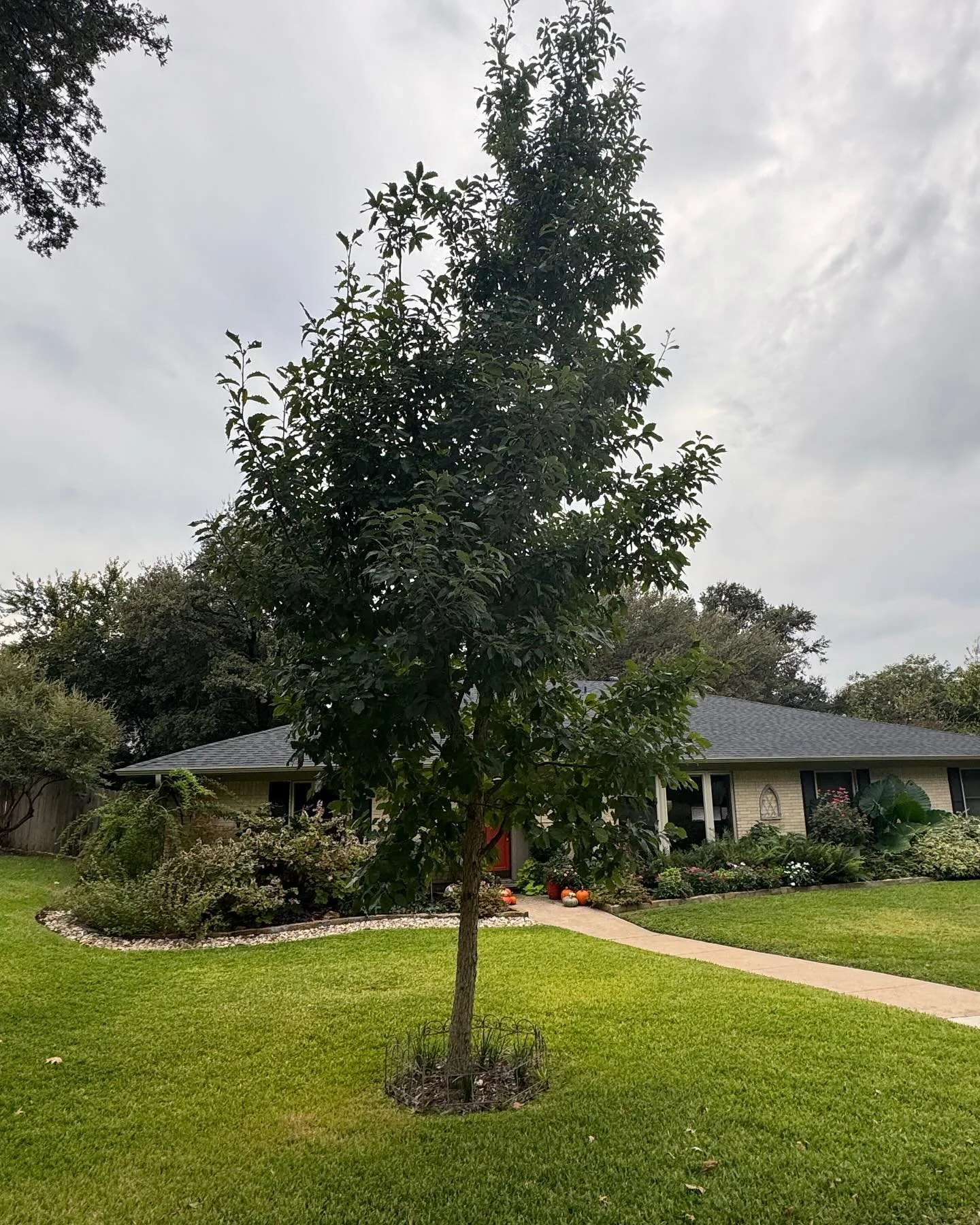 🌲🌳The fall is the absolute best time to plant trees and shrubs! 🌳🌲

The trees can focus all of their time and energy on root establishment during the cool and moderate temps while they are dormant. This reduces the stress on newly planted trees c