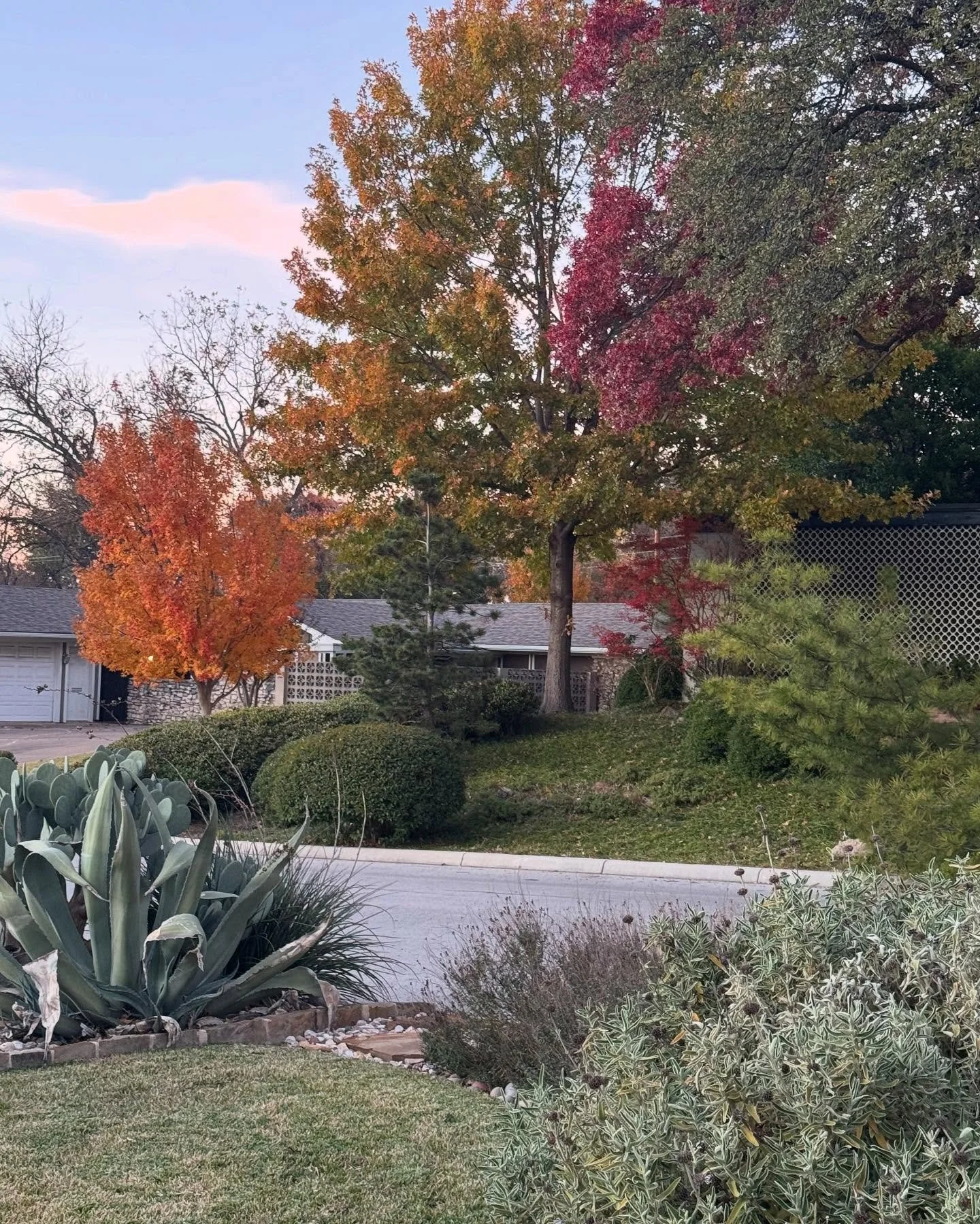 The Fall Vibes out my front window are supreme! 🍁 🍂 All of the textures and colors  blend together into a beautiful canvas. 

I am so blessed to have such a beautiful view of intense fall color.

Thanks Neighbors!