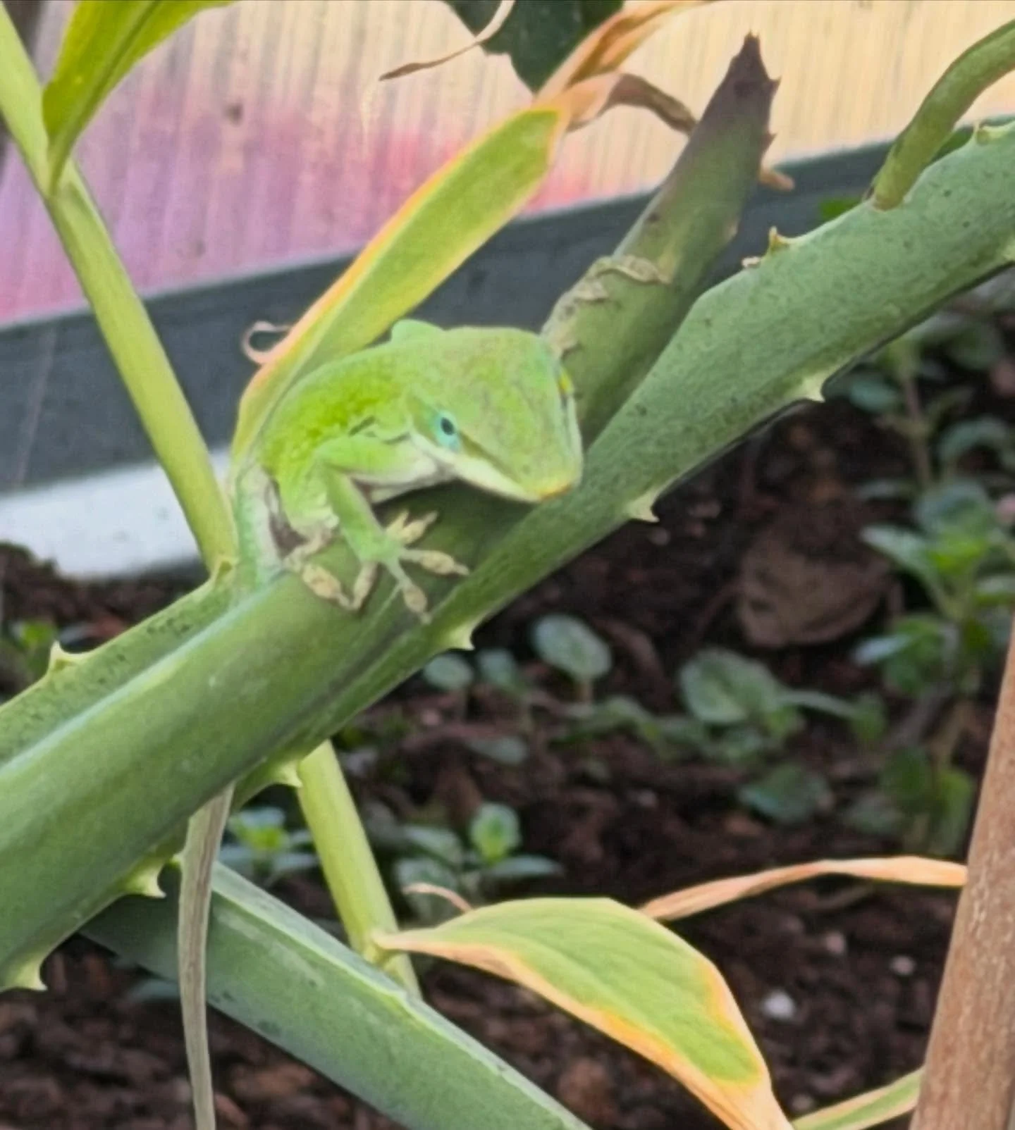 My greenhouse anole. Always welcome in my landscape.

Living the good life! 😊 🦎
