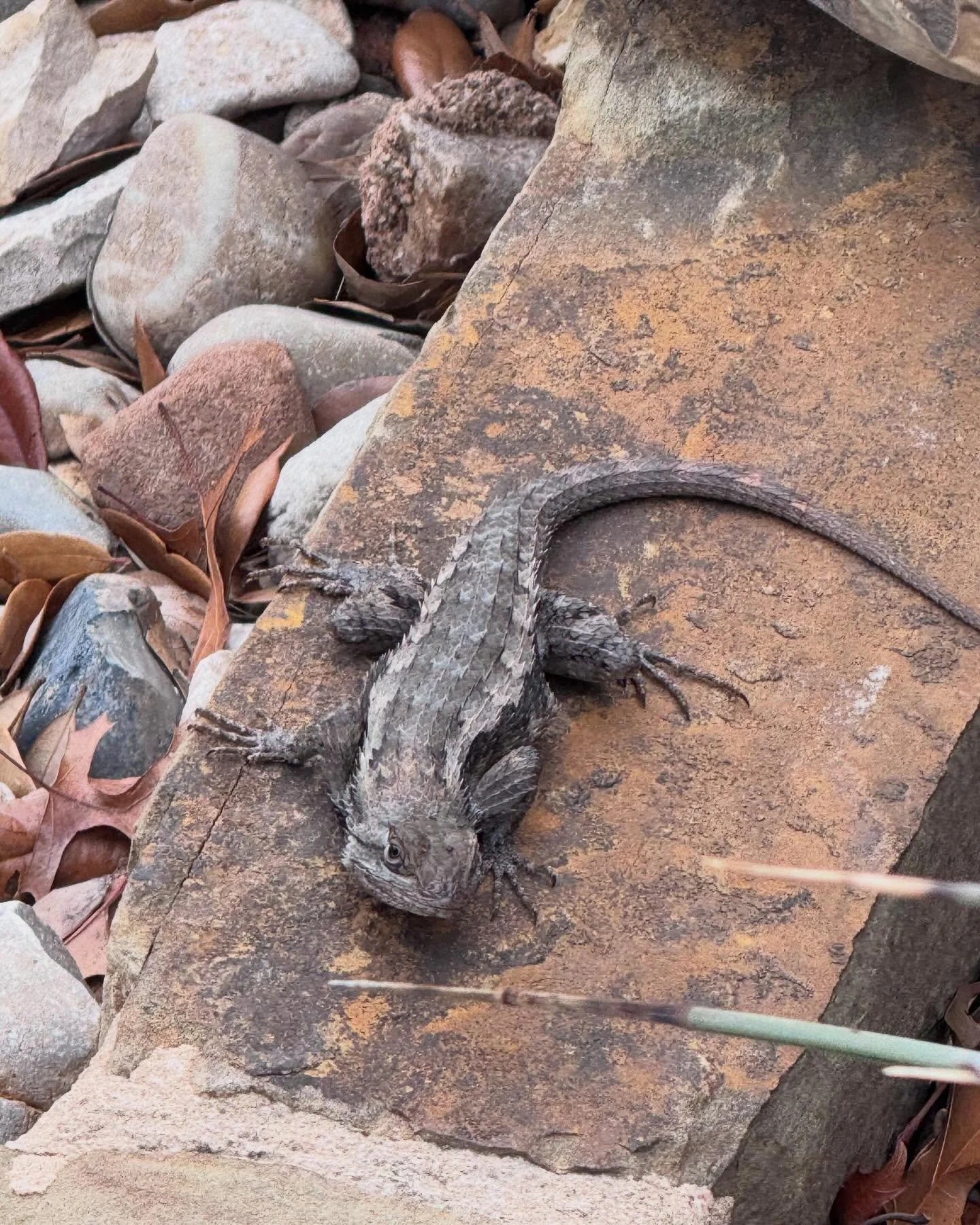 Hey buddy! 👋🏻 

Texas Spiny Lizards are always welcome in my garden. I just have to train them not to eat my butterflies and bees. 😬 🦋 🐝 

Growing your garden using only organic materials allows your garden to thrive with all kinds of wildlife a