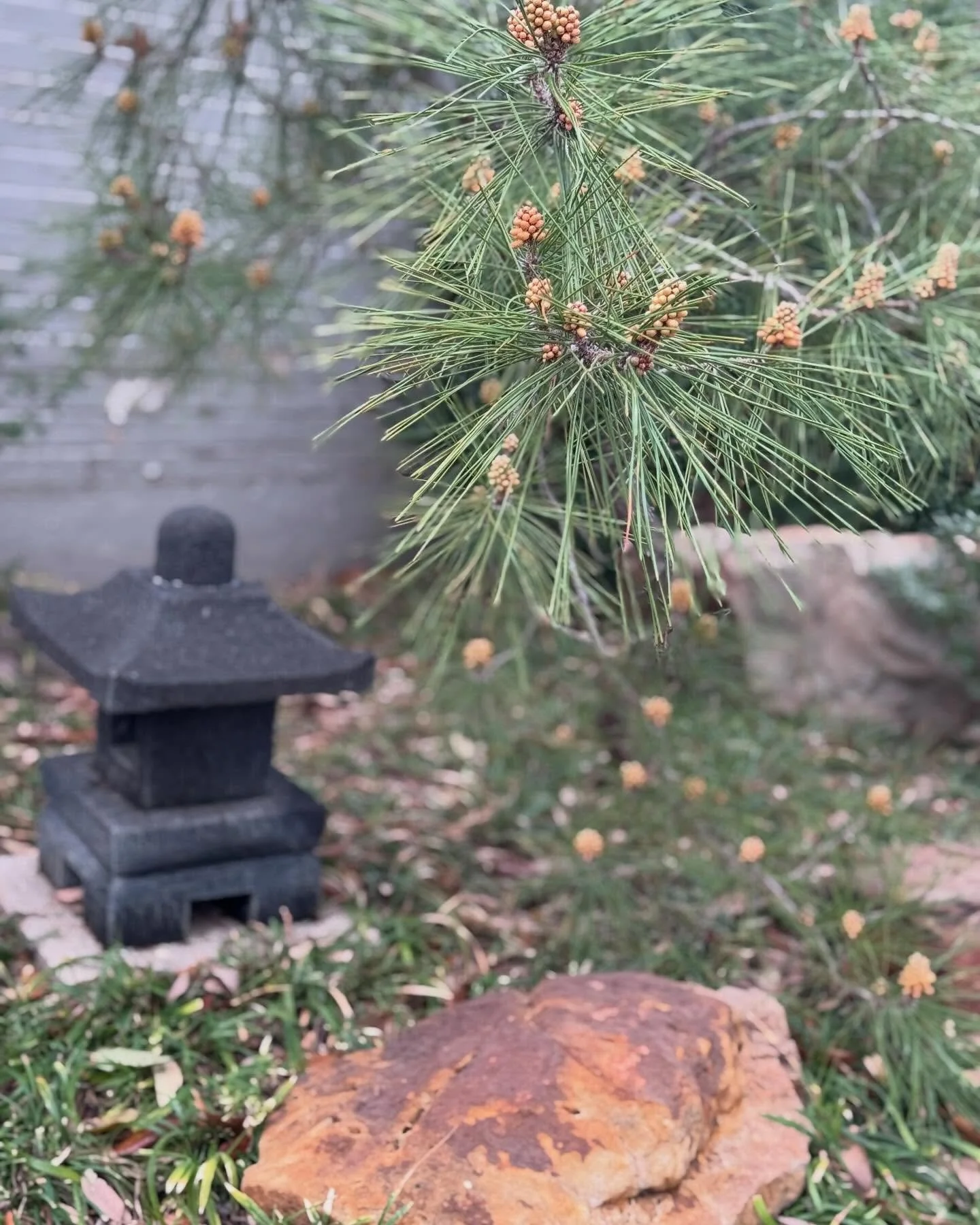 Love the peaceful and serene pairing of natural stone, lanterns, groundcovers and conifers in Japanese Landscape Design. 
This design is simple, thoughtful and reflects harmony in nature. 

Just missing a water feature. 💦