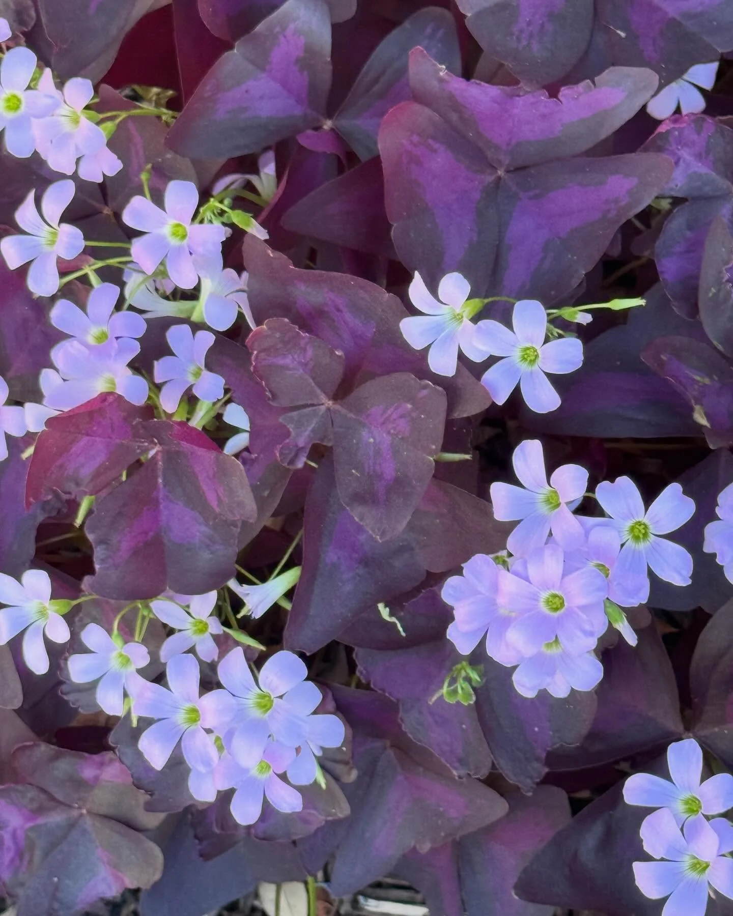 Such a sweet little purple plant, and not utilized enough!

Purple Oxalis
Oxalis triangularis 

Great for shady spots near the flower bed borders. Such. Nice contrast to a backdrop of green foliage. 

Tucks in nicely under Oakleaf hydrangea. 

Pollin