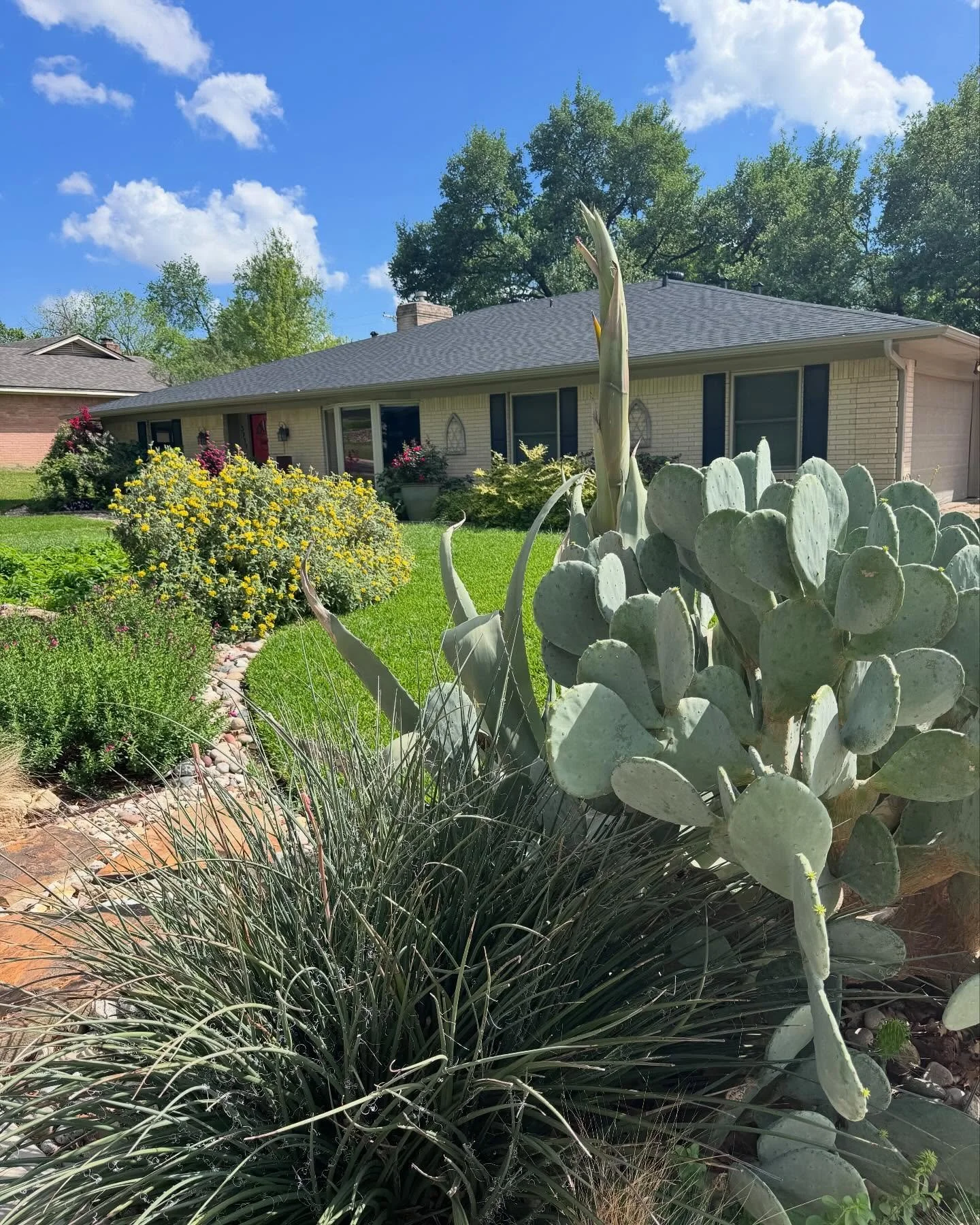 Wow! I was leaving the house yesterday and stopped immediately when I saw this huge bloom stalk from my Agave plant! 😮 

I am both super excited and super sad.

Why?

Agaves are monocarpic. That means they flower ONCE in a lifetime. Then, the mother