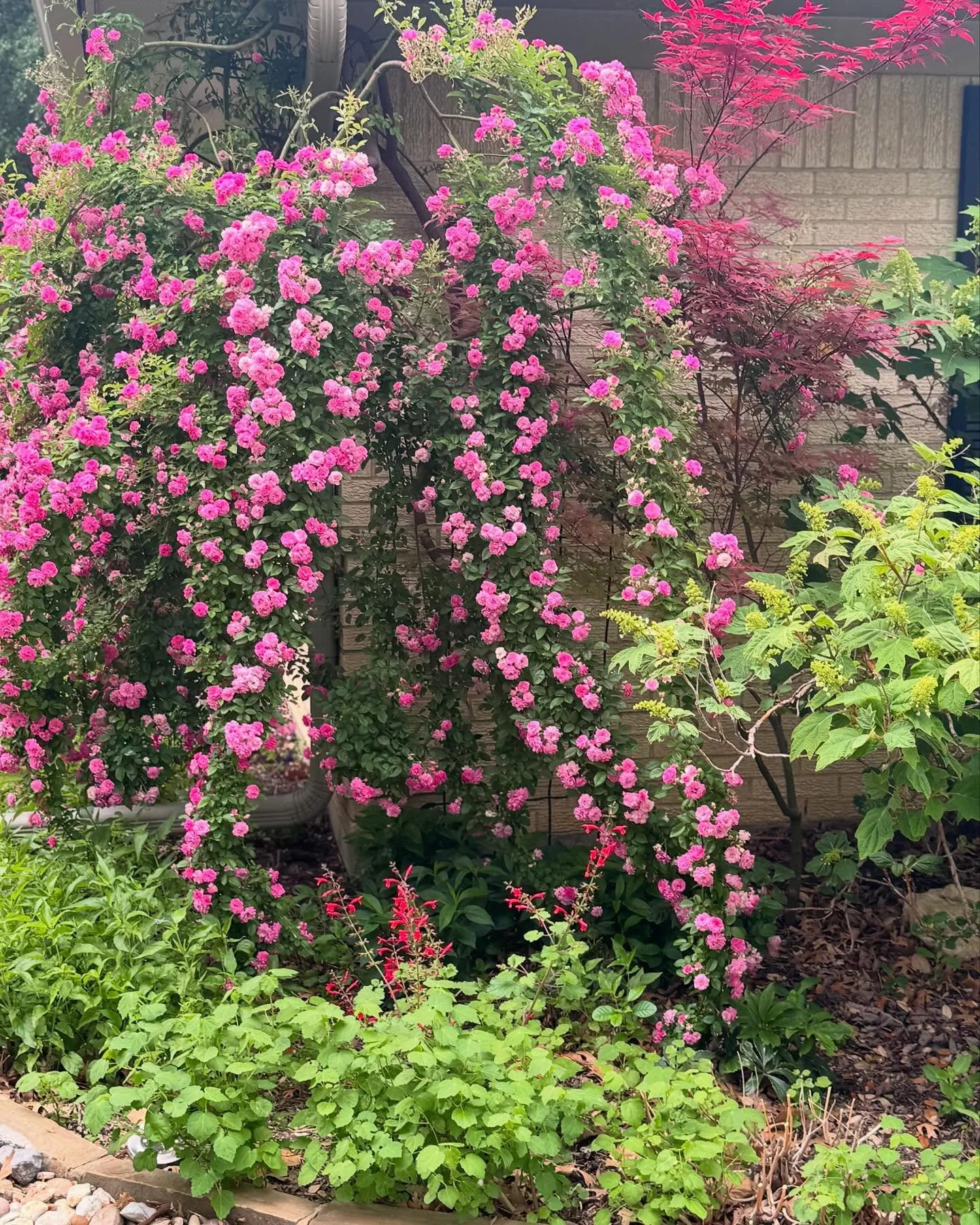 I always stand in amazement and marvel at the beauty of the Peggy Martin Rose! 

This is ONE vine that was planted in 2020. It was a tiny cutting given to me by a fellow friend and master gardener, Marie Jose. 

Best. Gift. Ever. 🌹 

A gift that kee