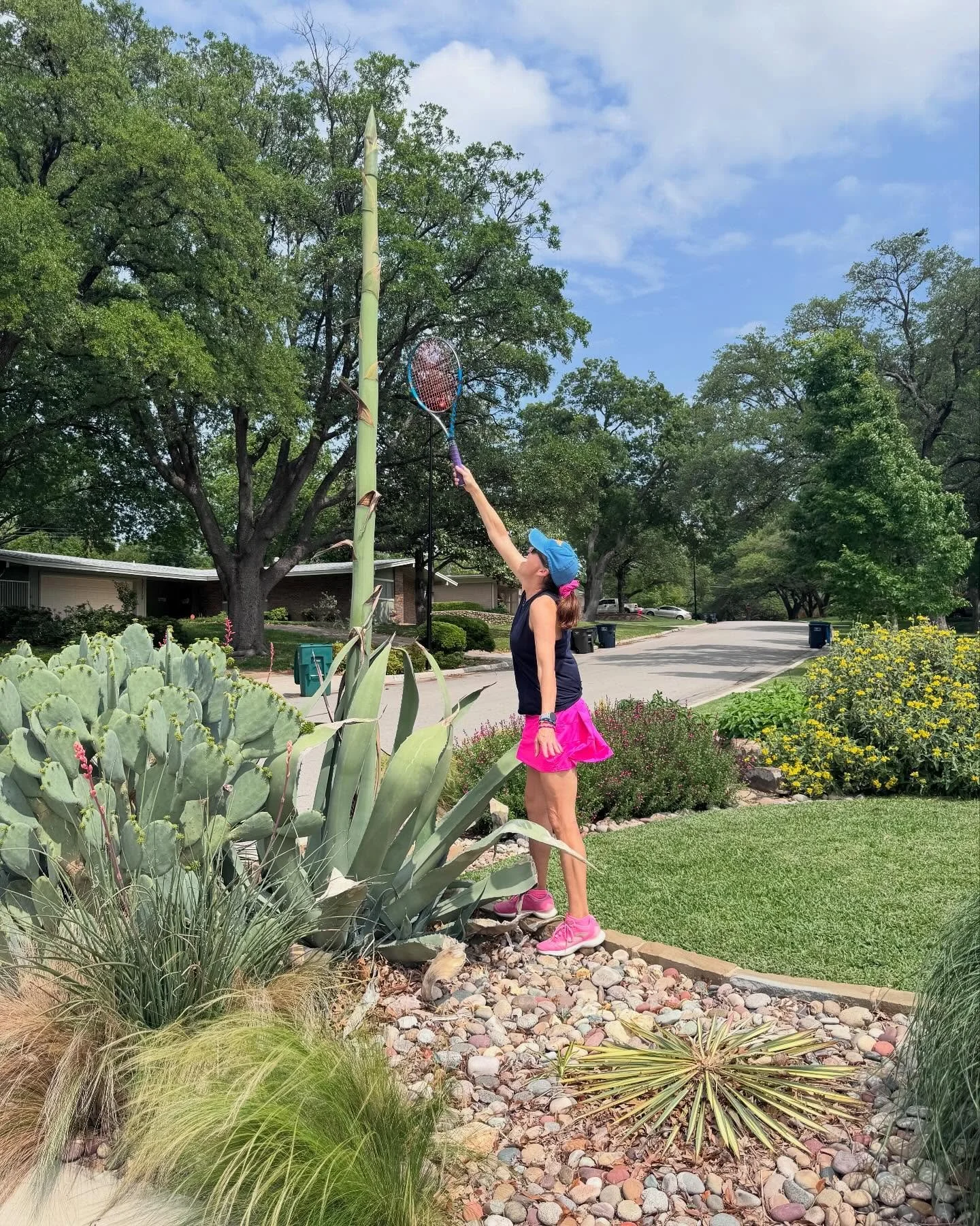 Wow! 15 feet and one last show! 

Agave Death Bloom a.k.a &ldquo;the giant asparagus spear!&rdquo; 

2 1/2 weeks of growth

Expected height before blooming - 10 to 30 feet

I am guessing it is about 12-15 ft now? I am 5&rsquo;9&rdquo; as reference. 
