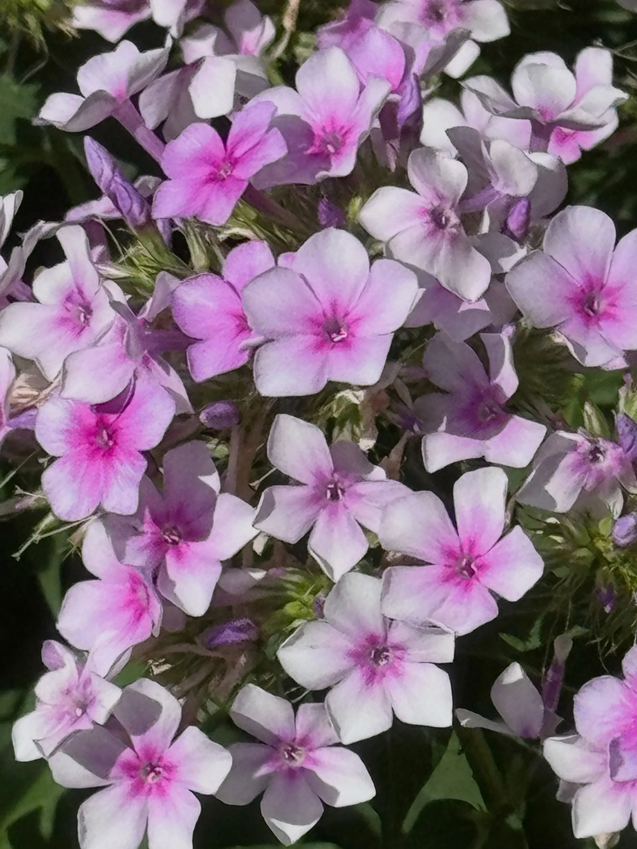 My &ldquo;phavorite&rdquo; phlox!!!!!
John Fanick Phlox 

Amazing plant for pollinators! Always covered with bees and butterflies!

Blooms from May to November! 

I find that it loves morning sun and appreciate afternoon shade. It also slowly seeds a