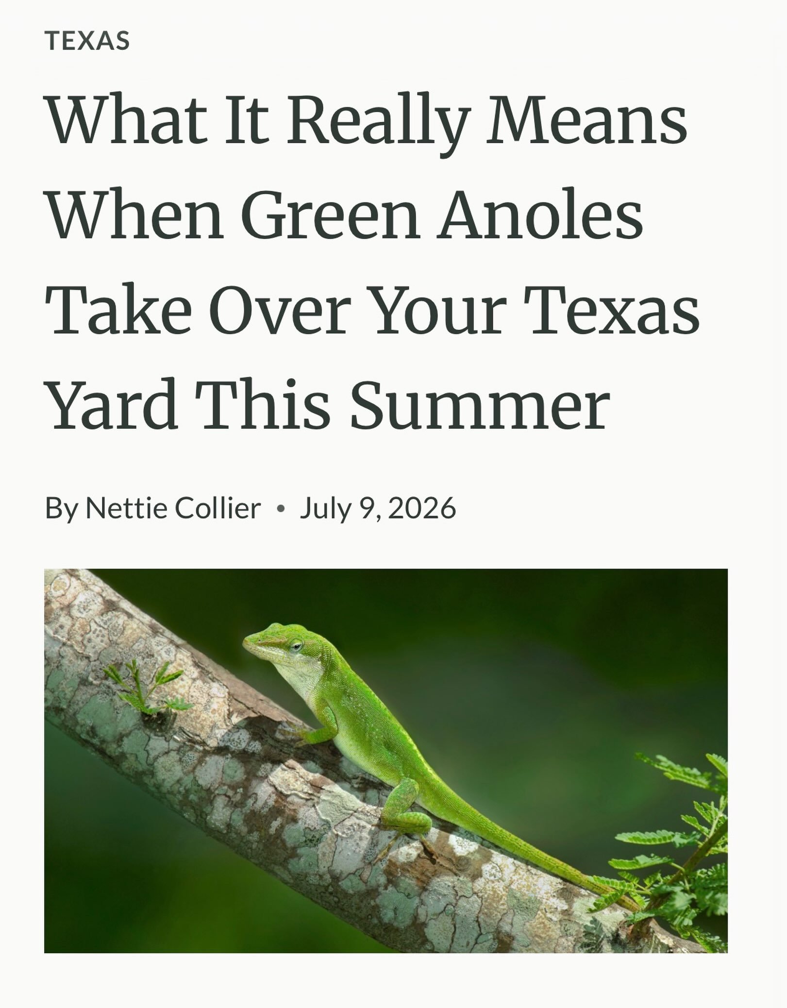 Great article!!!!

How many anoles are living in your landscape? 🦎 I have lots of families of anoles 🦎, and they bring me so much joy and entertainment.

&ldquo;Native plantings, layered shrub cover, consistent moisture, and low pesticide use all c
