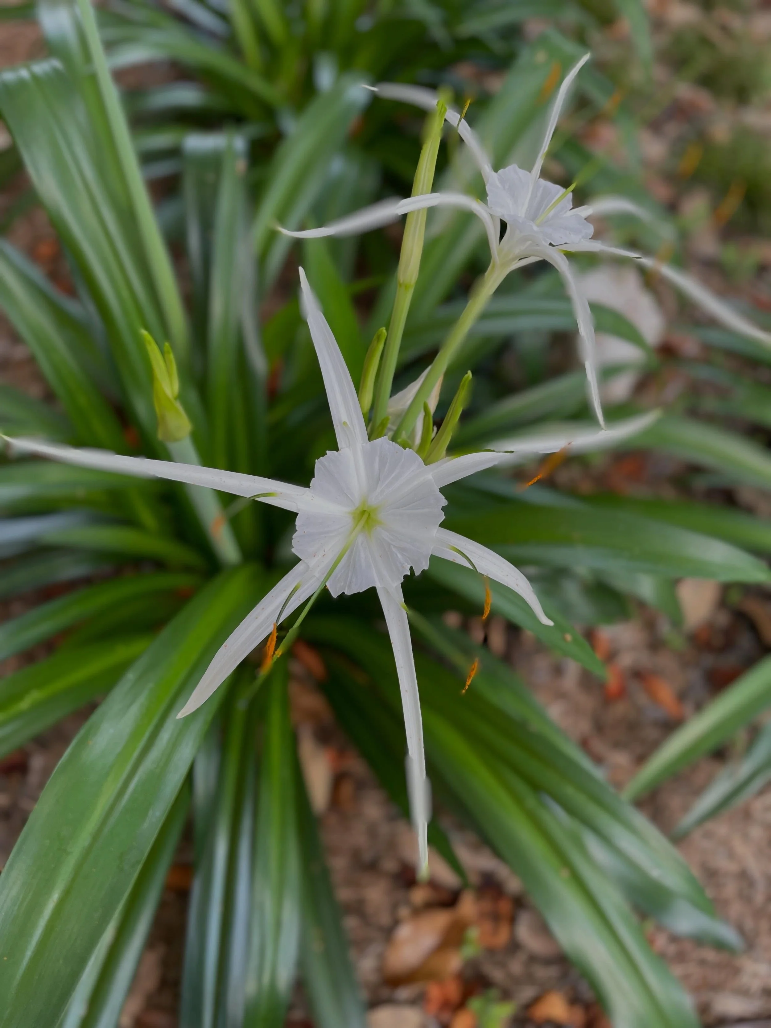 If you have never tried growing Tropical Giant Spider Lily, you should! 

It is a beautiful perennial that provides so much texture and interest in the garden. It is a summer-producing bulb. It blooms around the end of June and first part of July wit