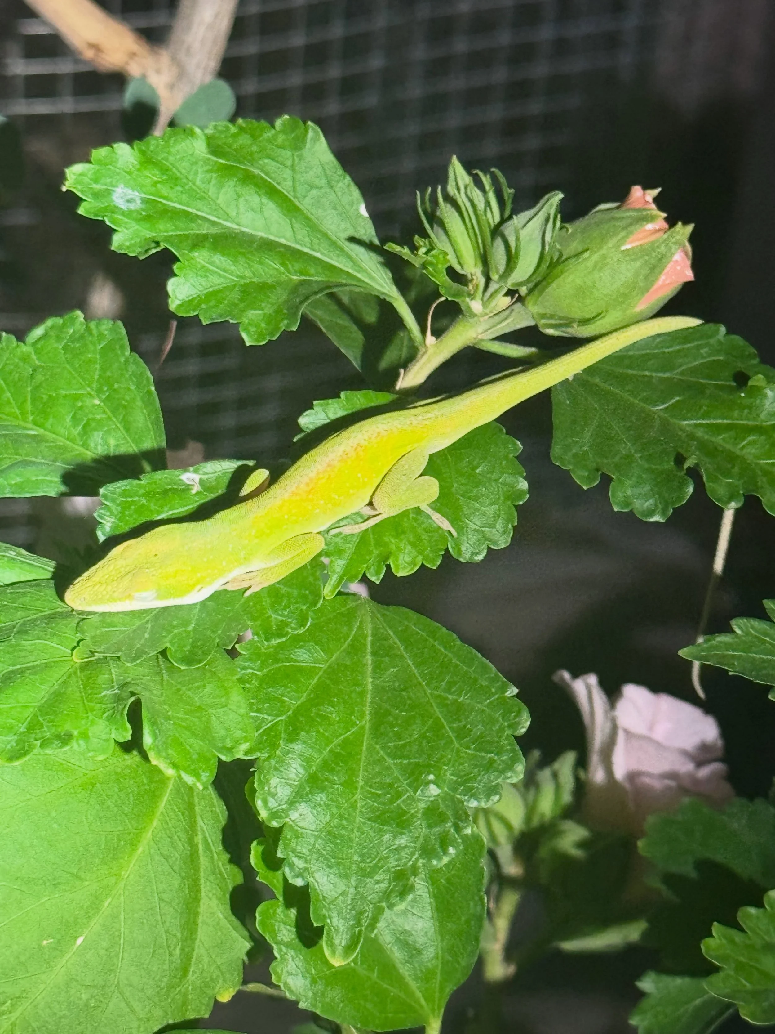 I had no clue that anoles sleep 8-12 hours a night! 🦎 Did you?

I took the first 3 photos last night around 10:30 pm. I was shining the flashlight on the this sweet fellow and he was snoring away! 💤 

Fast forward to 6:30 am today, this sweet anole