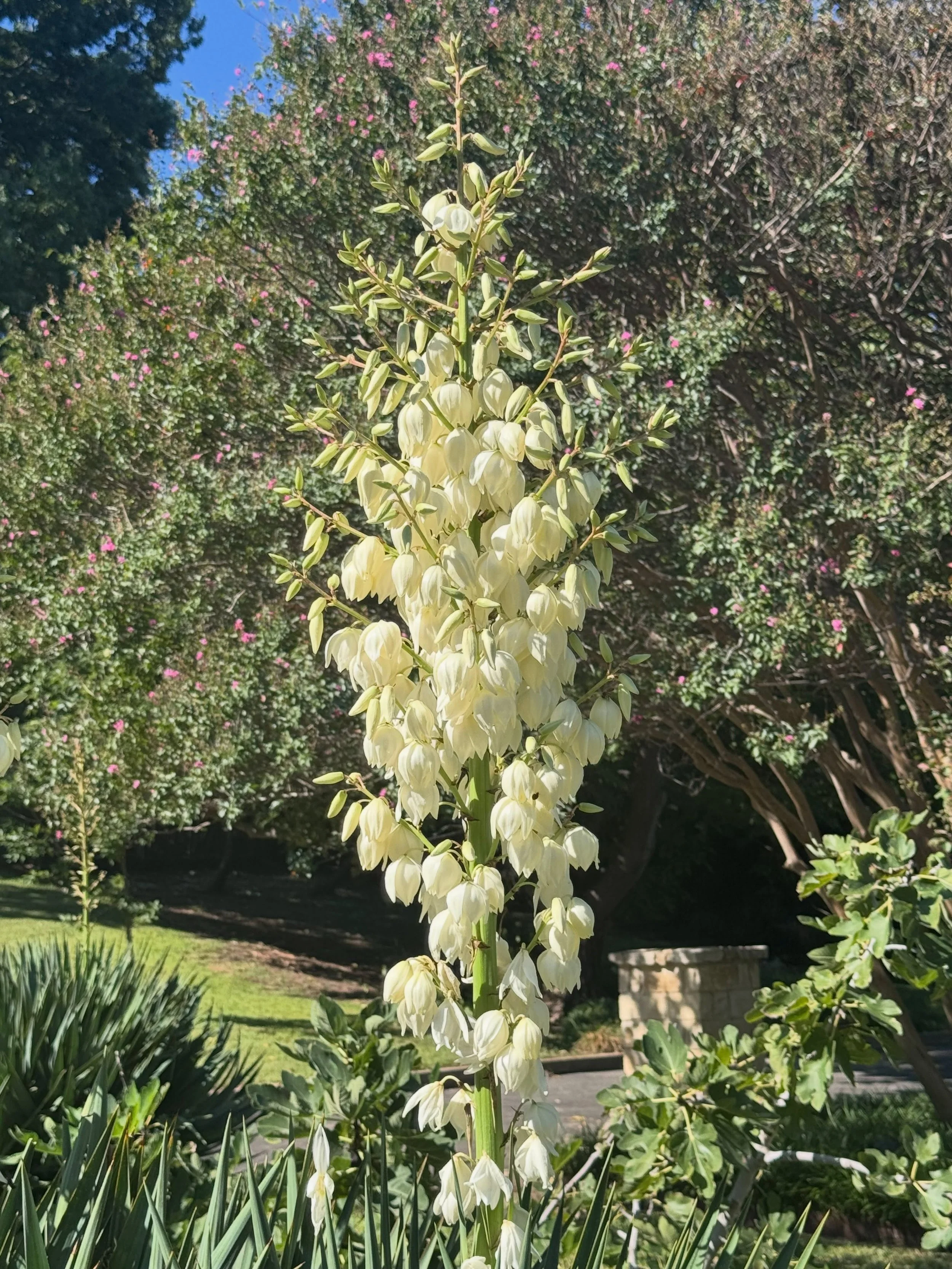 Beautiful POP! 💥 

This is a favorite bold architectural plant I like to use in designs.

Soft Leaf Yucca
Yucca recurvifolia

Great focal point plant to draw your attention. 

Characteristics:
- Beautiful blue-green flexible foliage
- Very drought t