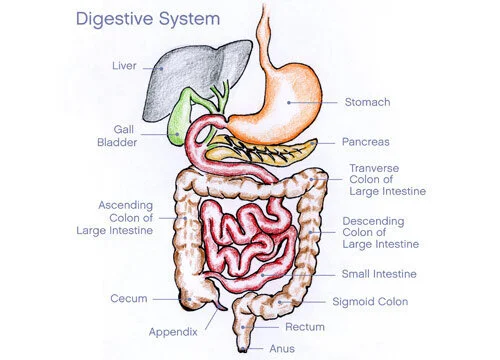 Digestion Basics