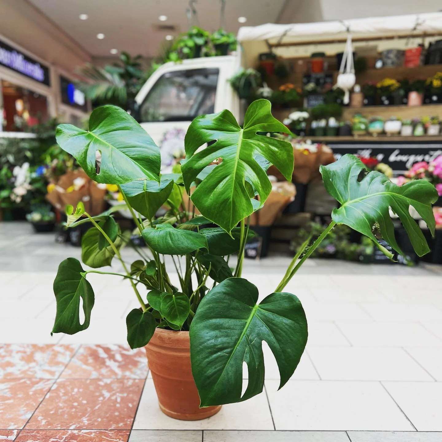 Have you {Botany} plants lately?
💚
Come see us to grab a pretty one like this guy.