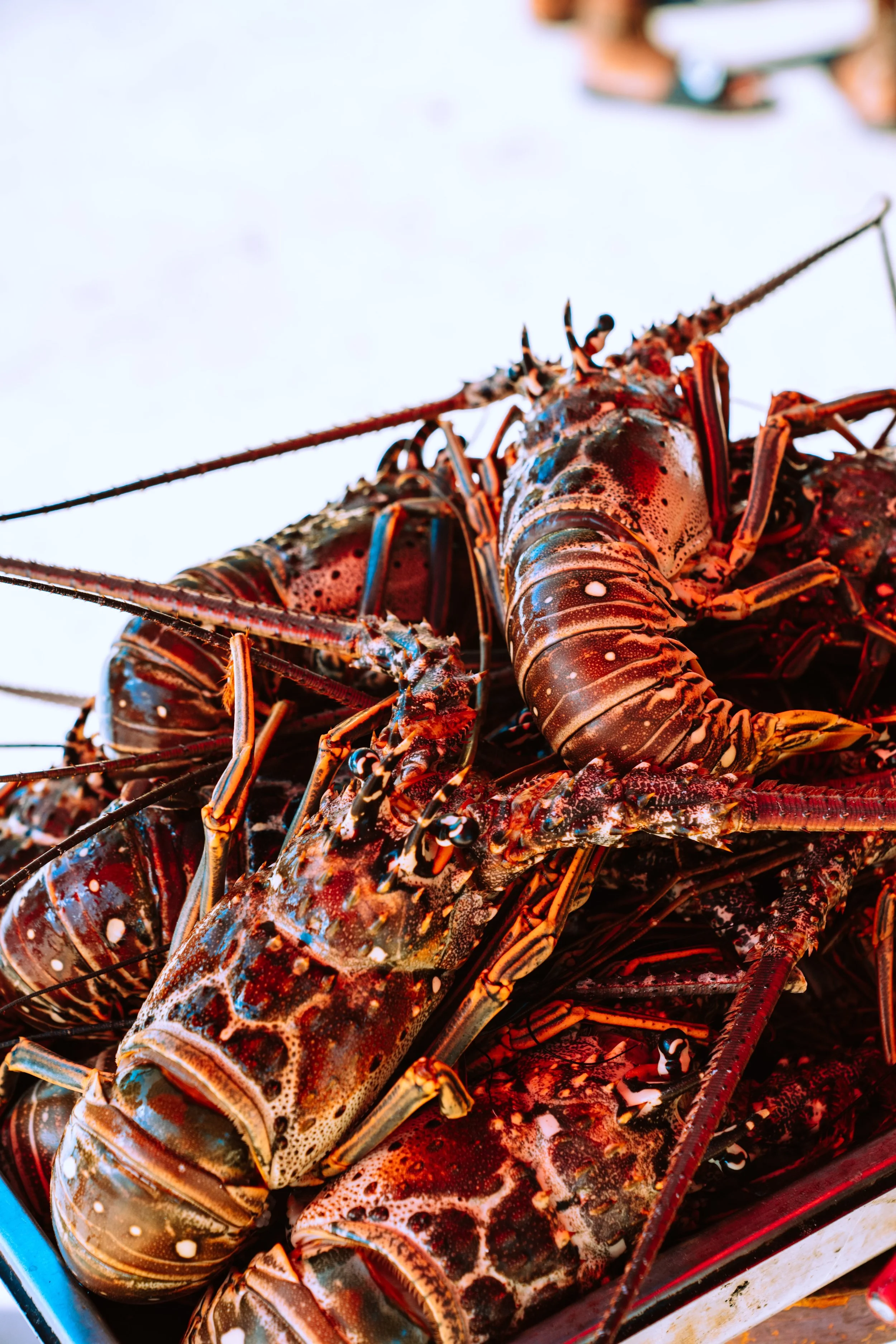 Why we use Maine lobster instead of Florida Lobster