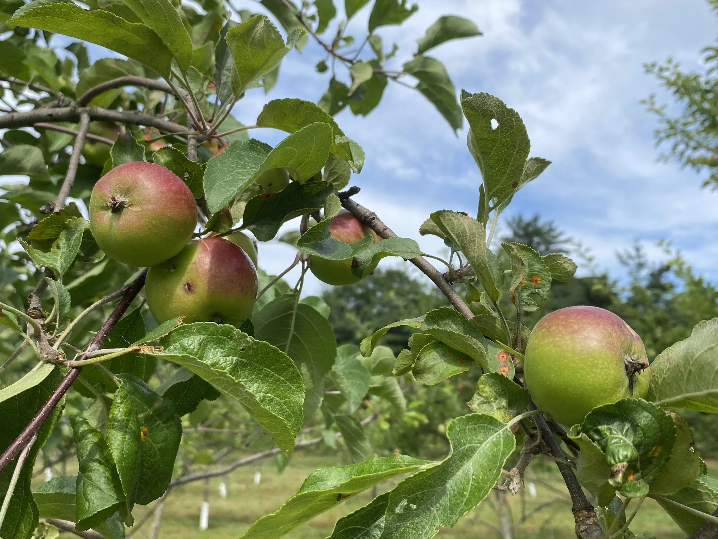 Applesfarm.jpeg