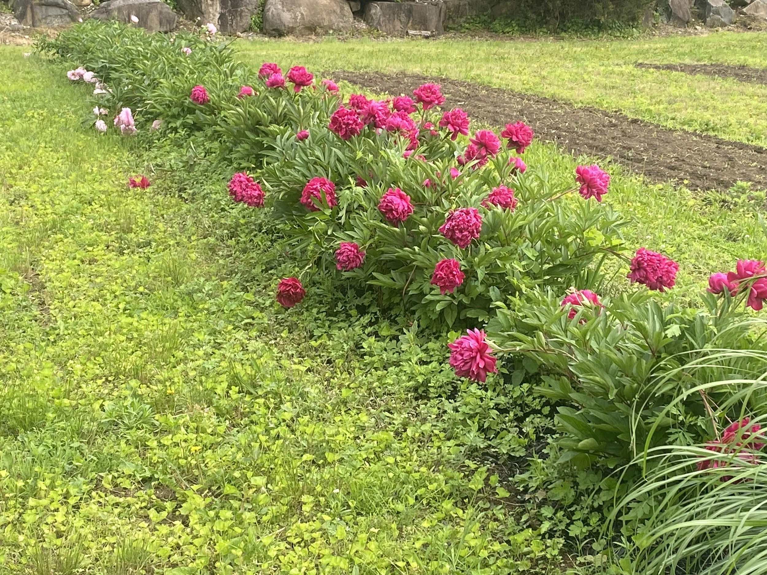 Peoniesfarmfield.jpeg