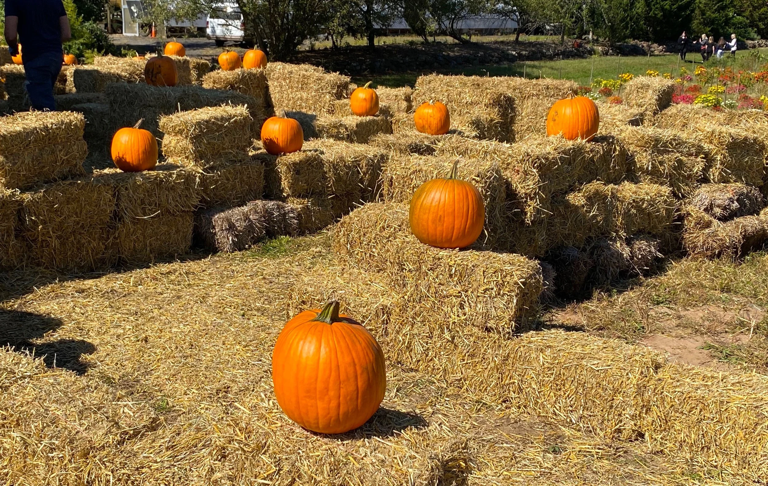 Pumpkinshaymazeshadows2021 copy.jpeg