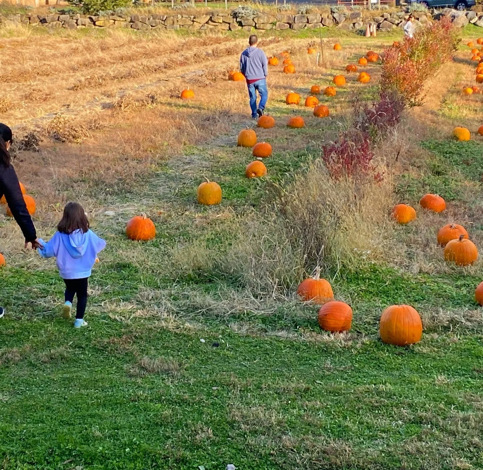 Falldemhousepumpkinsfamily.jpeg