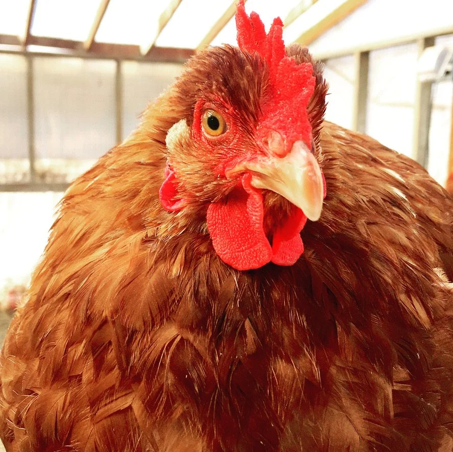 Winter chicken.jpeg