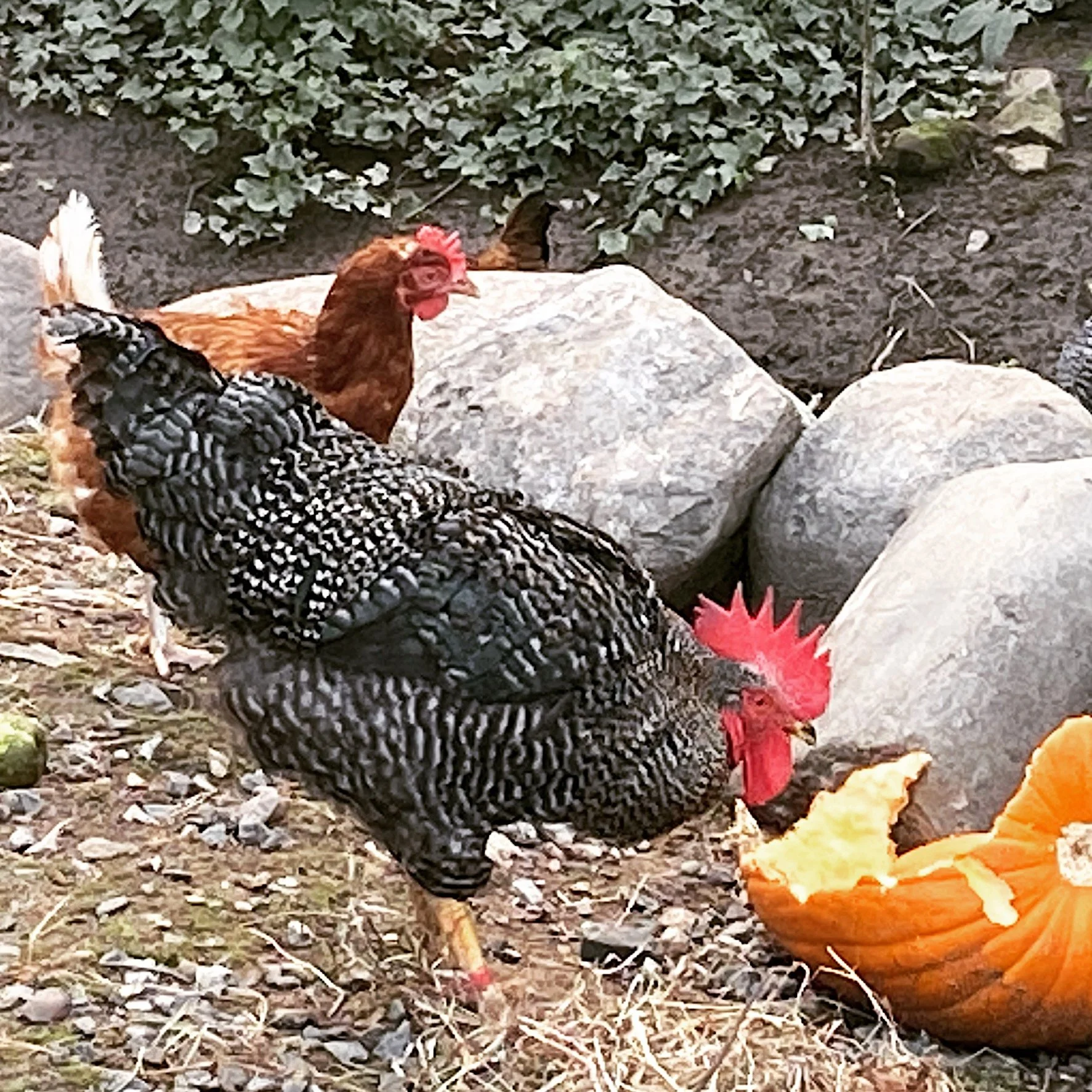 Fallchickenseatingpumpkin.jpeg