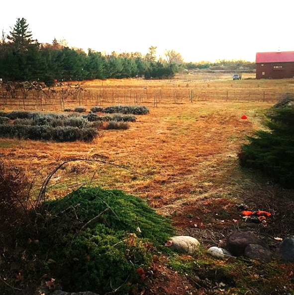Autumnfieldscene copy.png