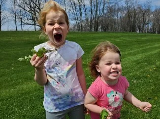 Garlic Mustard