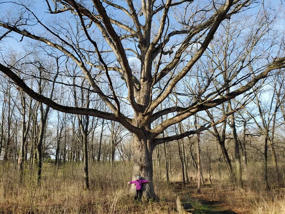 I Love a Good Tree