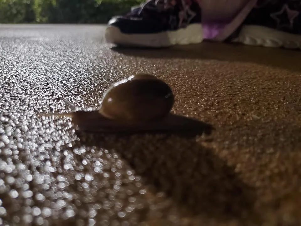 Saving Snails