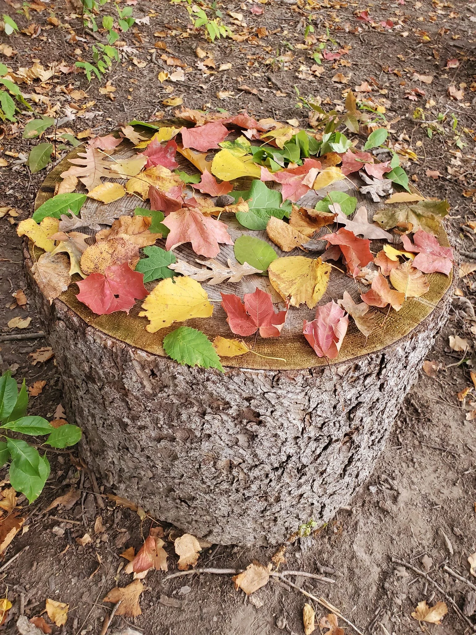 Nature’s Palette