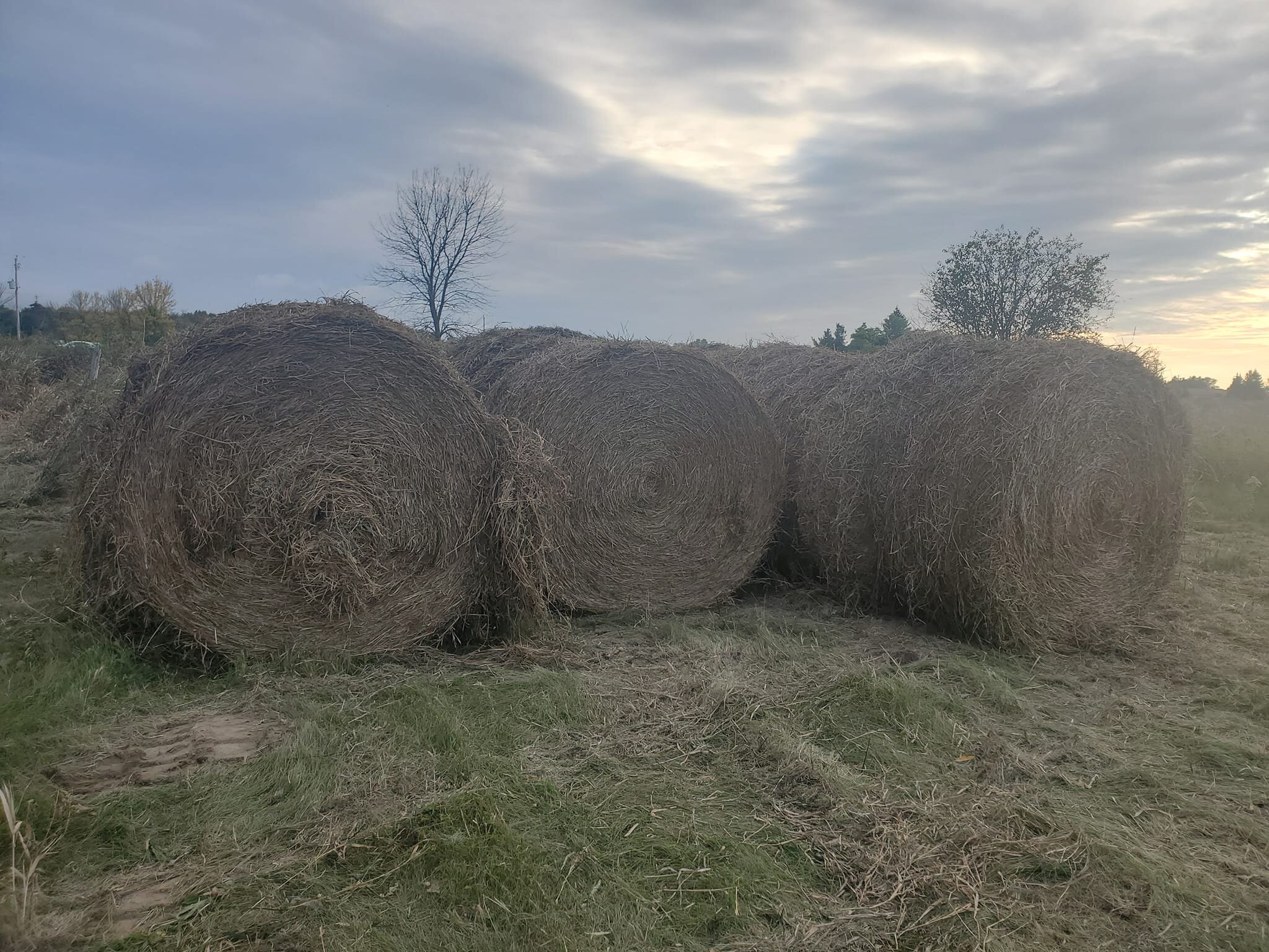 The Farm- Week 10