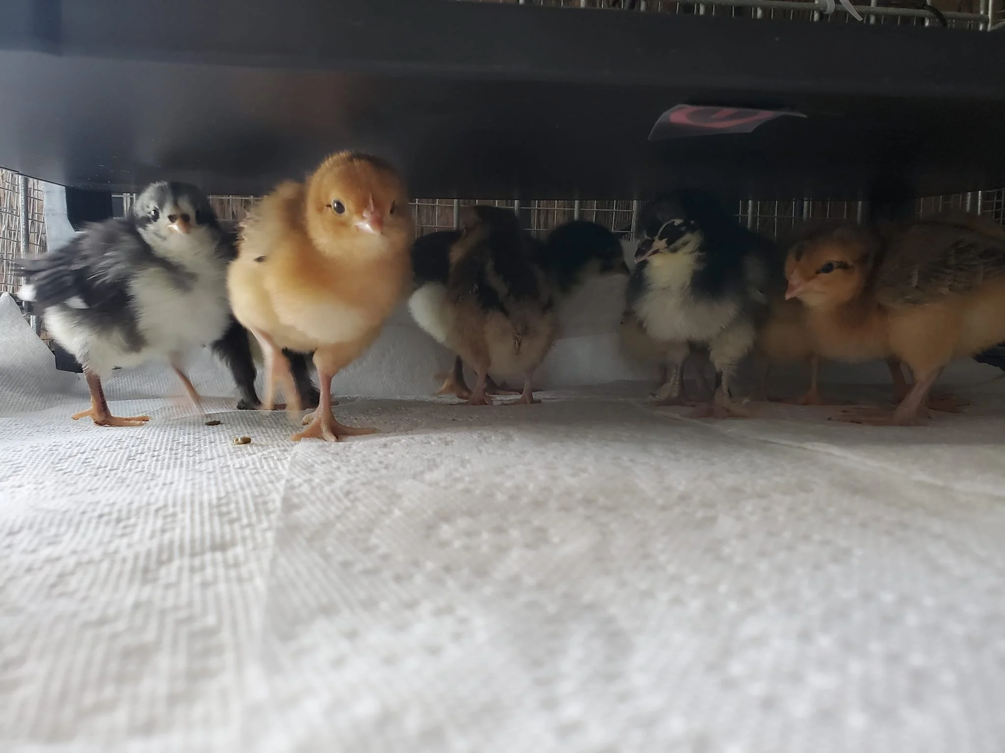 Day 70 - Officially Chicken People