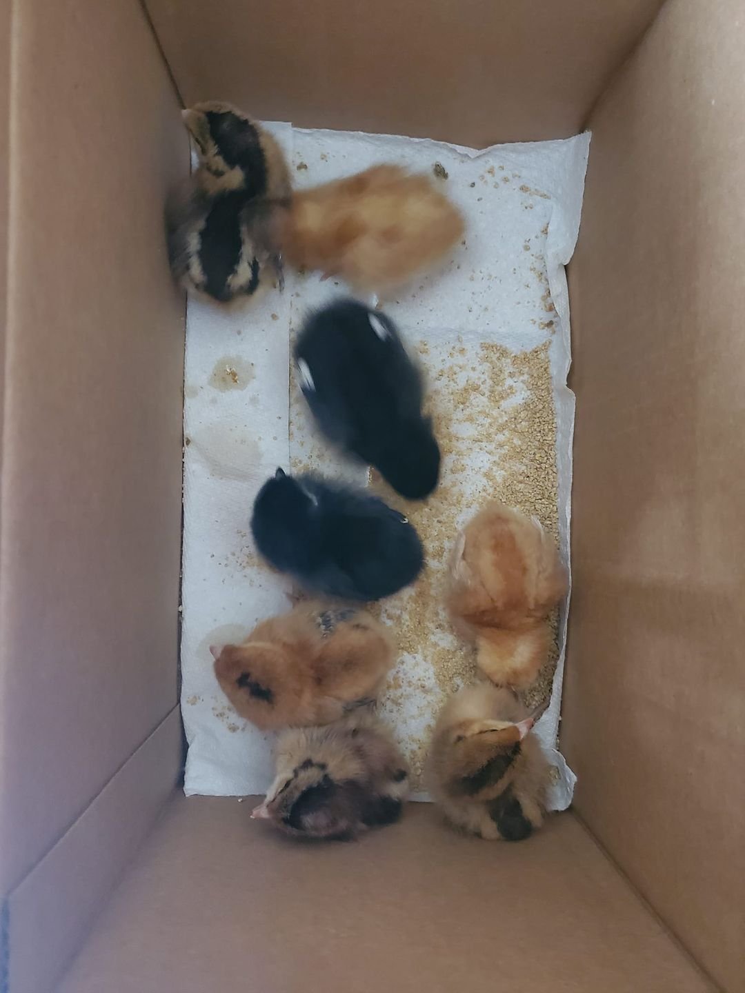 Day 71 - Chicks