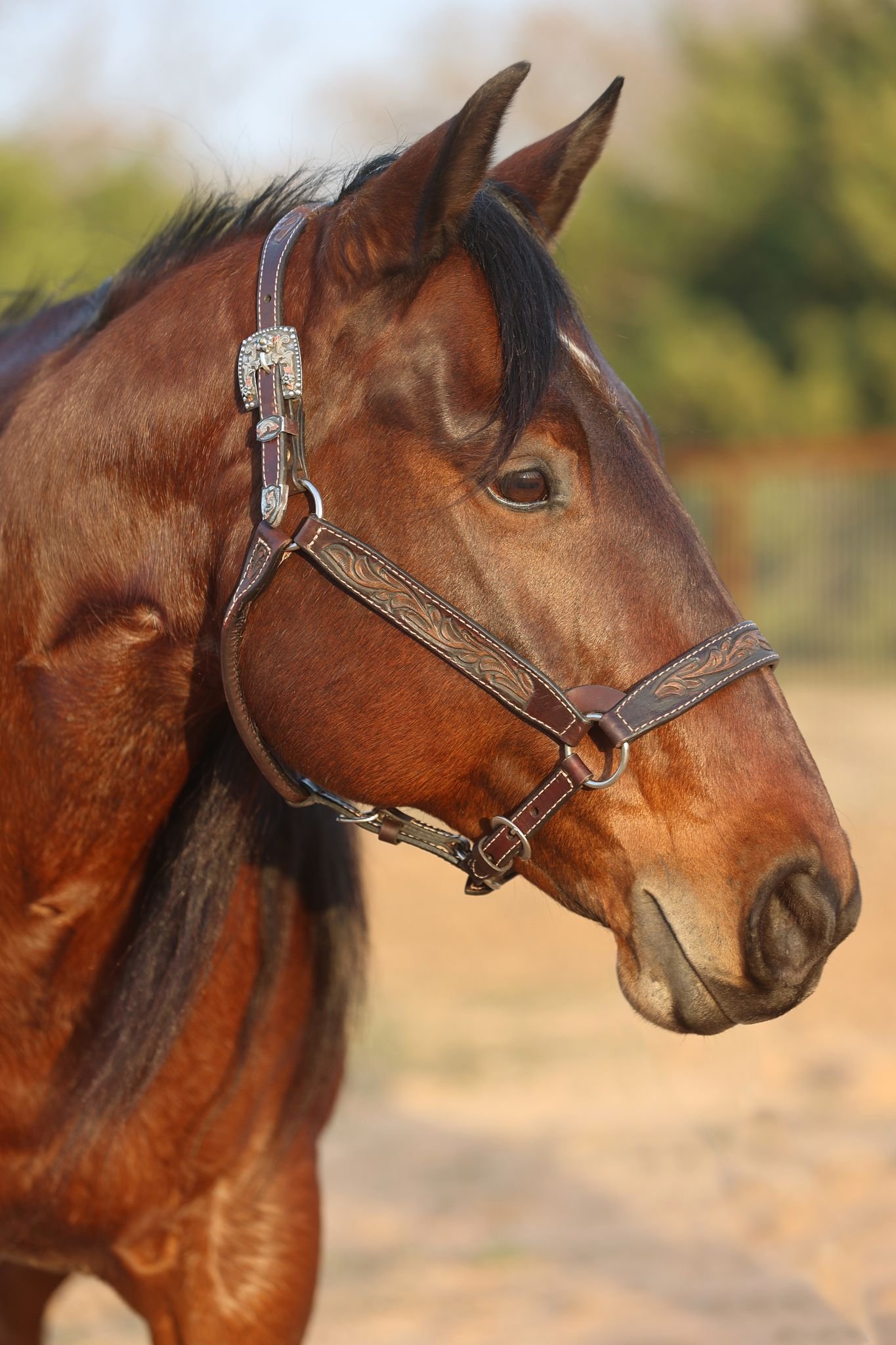 Tooled Ranch Breast Collar — Dale Chavez Saddles