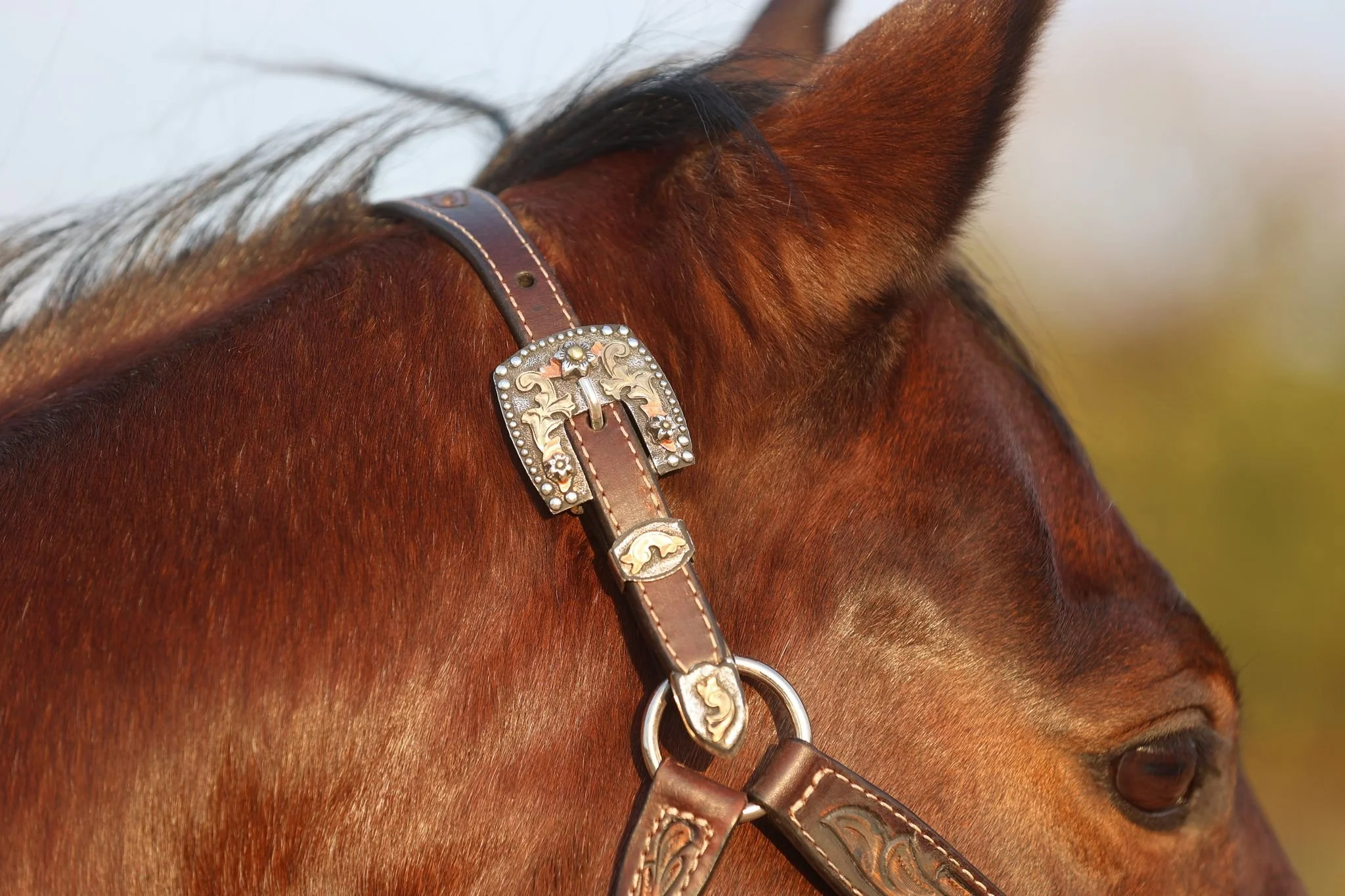 7000-900 Ranch Tooled Halter — Dale Chavez Saddlery