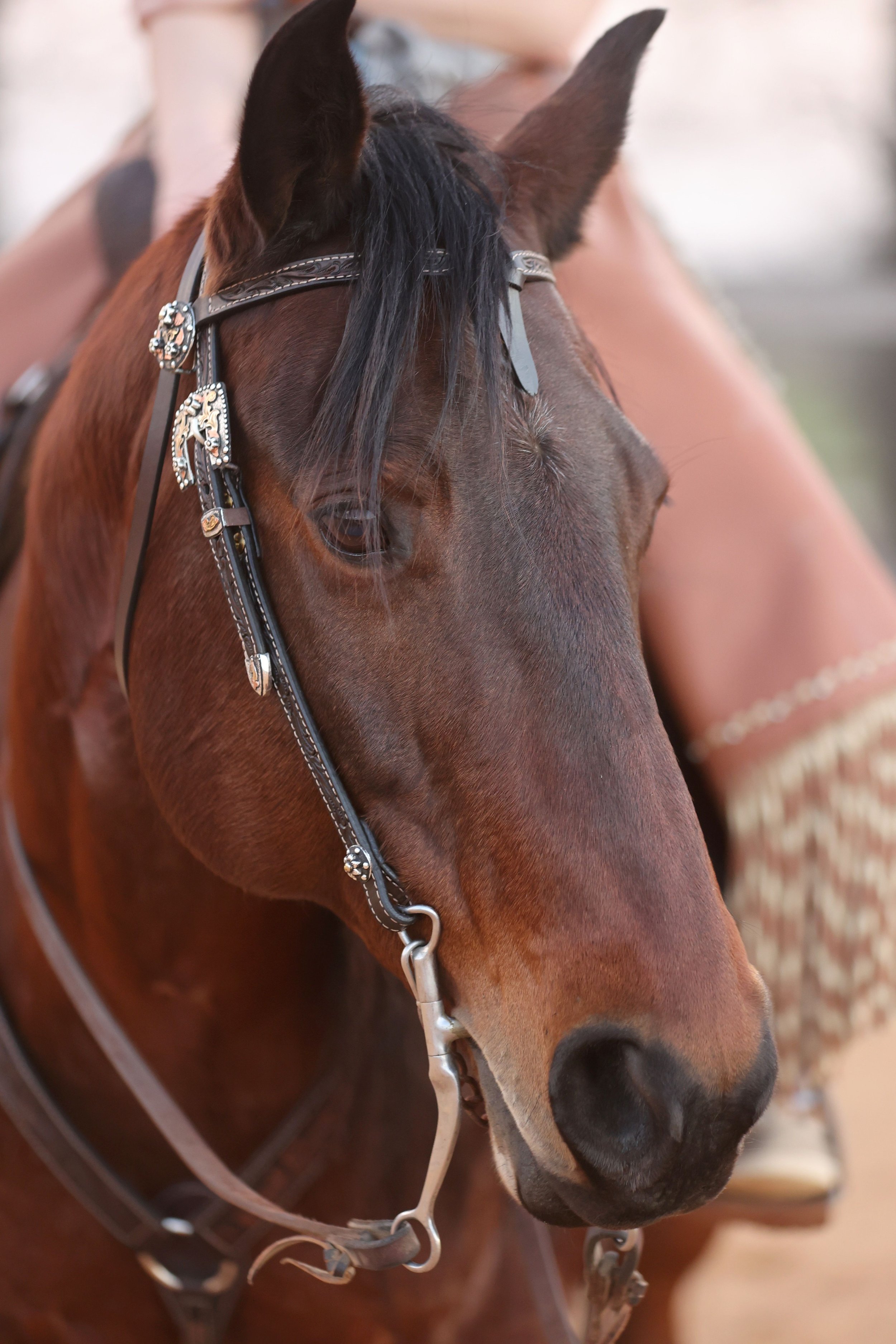 Tooled Ranch Breast Collar — Dale Chavez Saddles