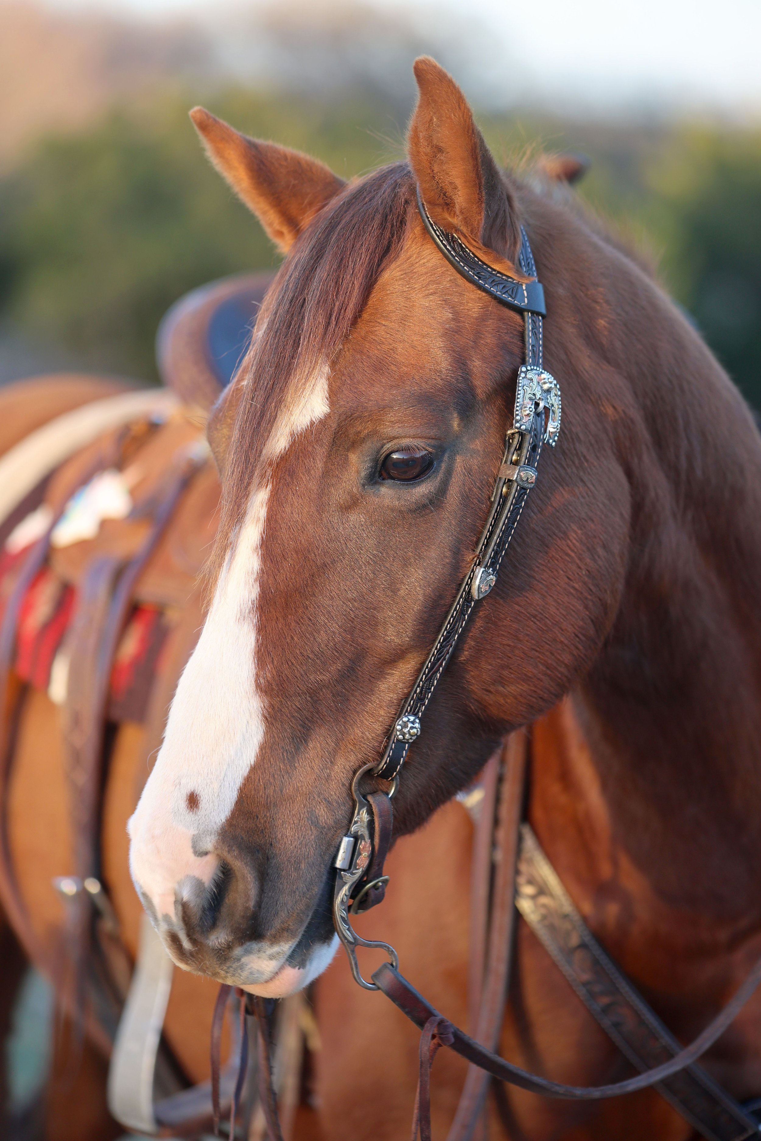 Tooled Ranch Breast Collar — Dale Chavez Saddles