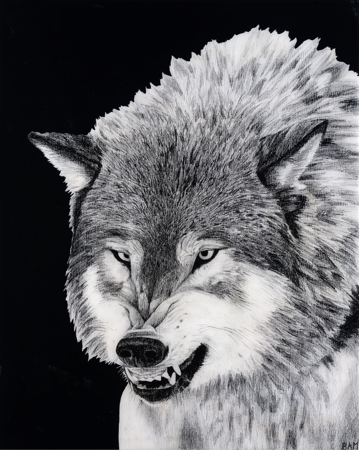 wolf / lithographic crayon, acrylic paint, and resin on wood panel / 24" x 36"