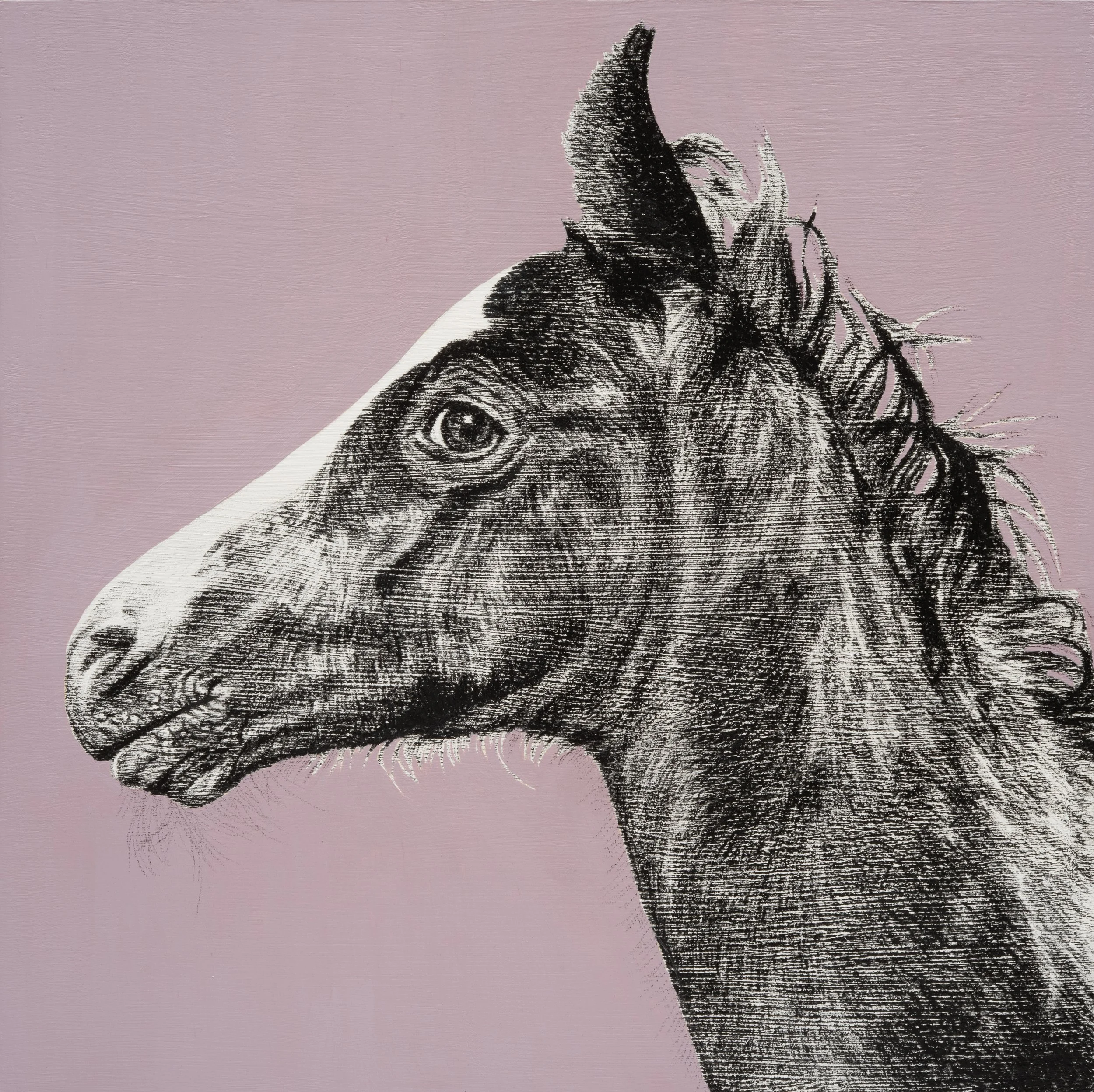 wild colt / lithographic crayon, acrylic paint, and resin on wood panel / 14" x 14"