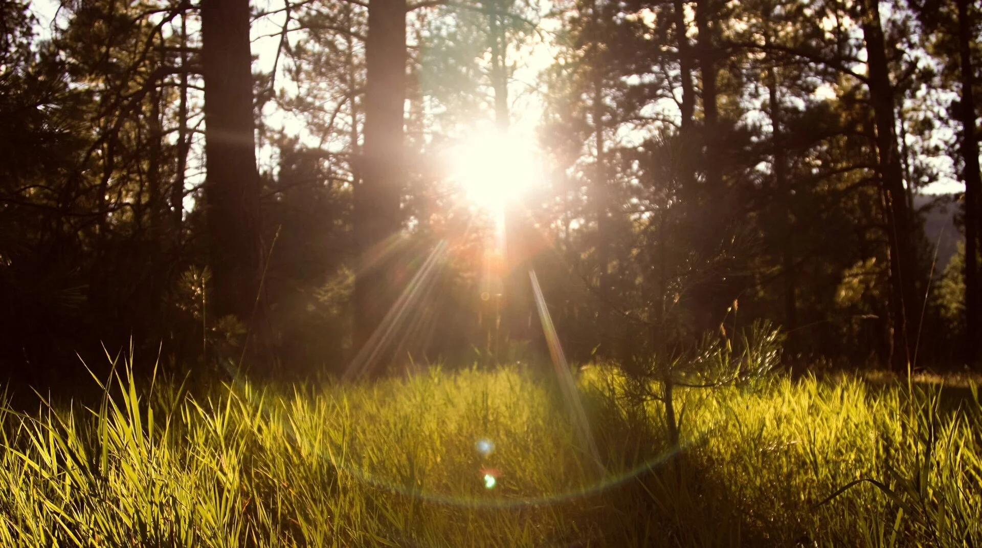 Forrest_Sun.jpg