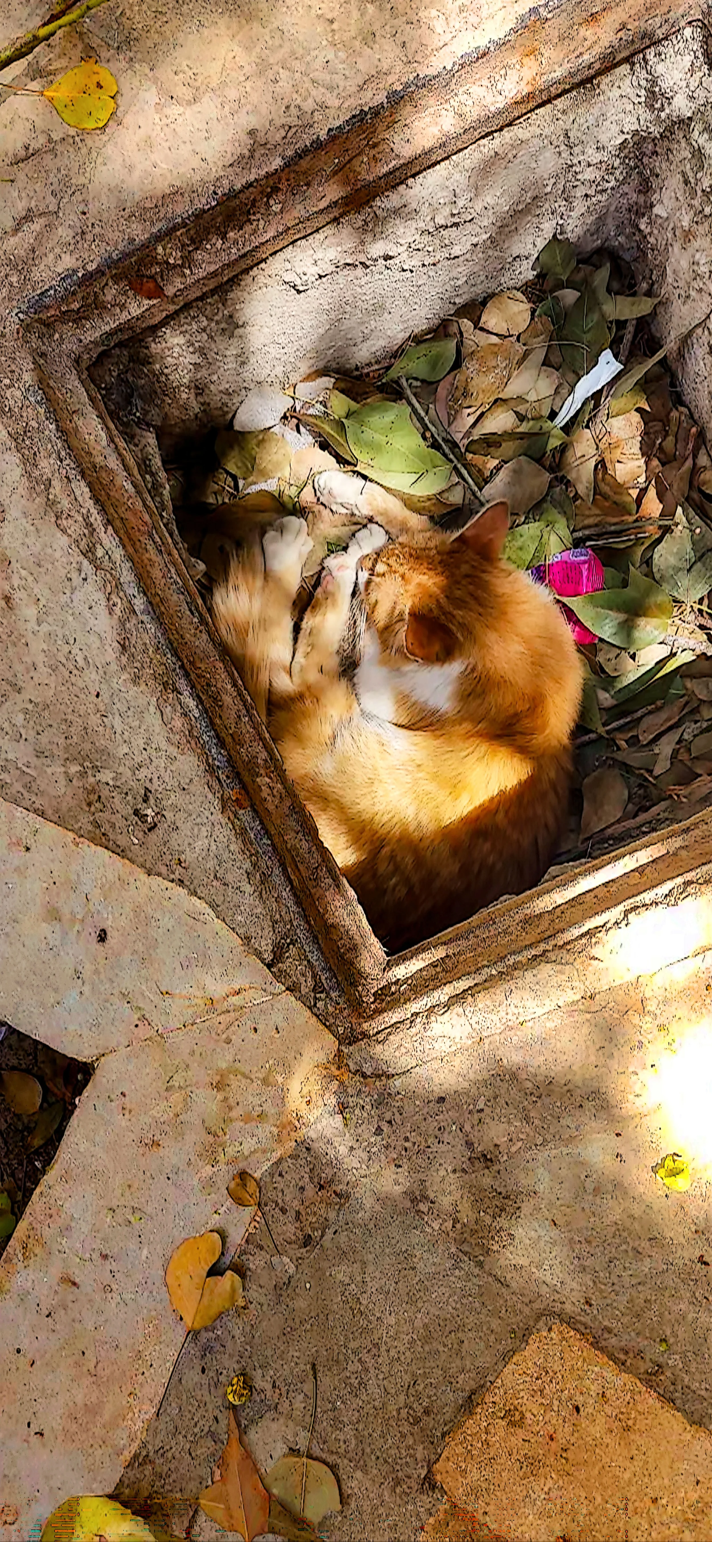 Life is Not a Bed of Roses / Obligatory Medina Cat #2 / Fes Medina
