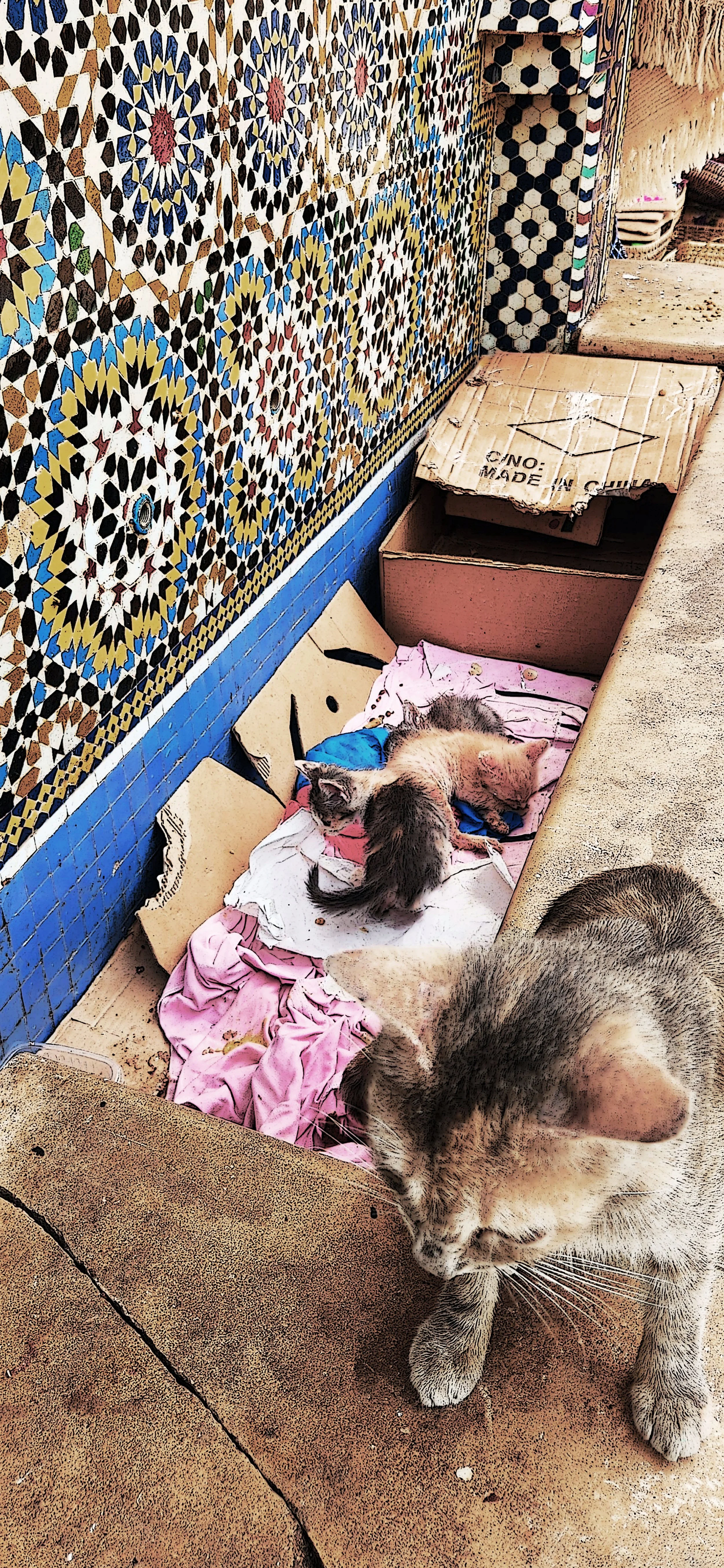 Obligatory Medina Cat & Family / Rabat Medina