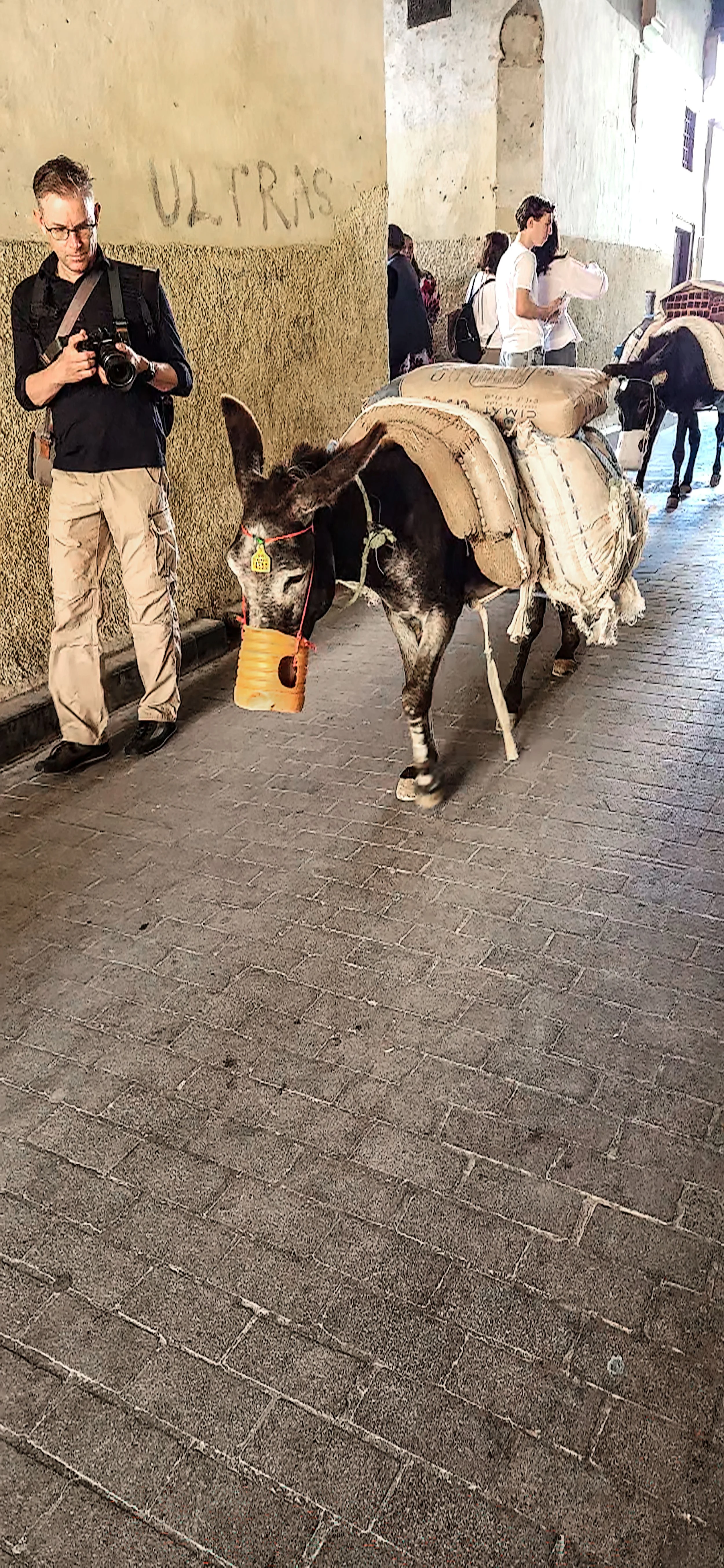Donkeys (and Ultras) / Fes Medina