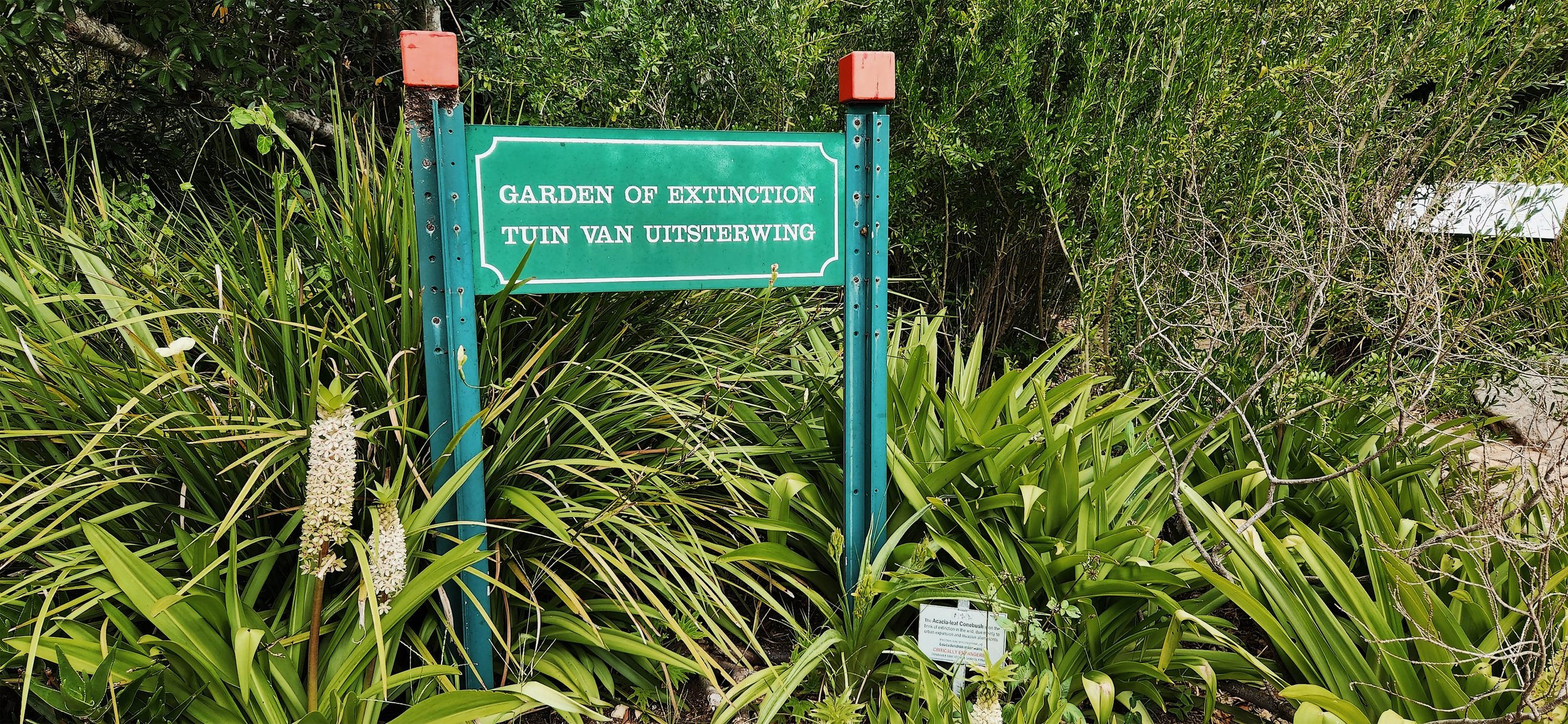 Kirstenbosch Gardens