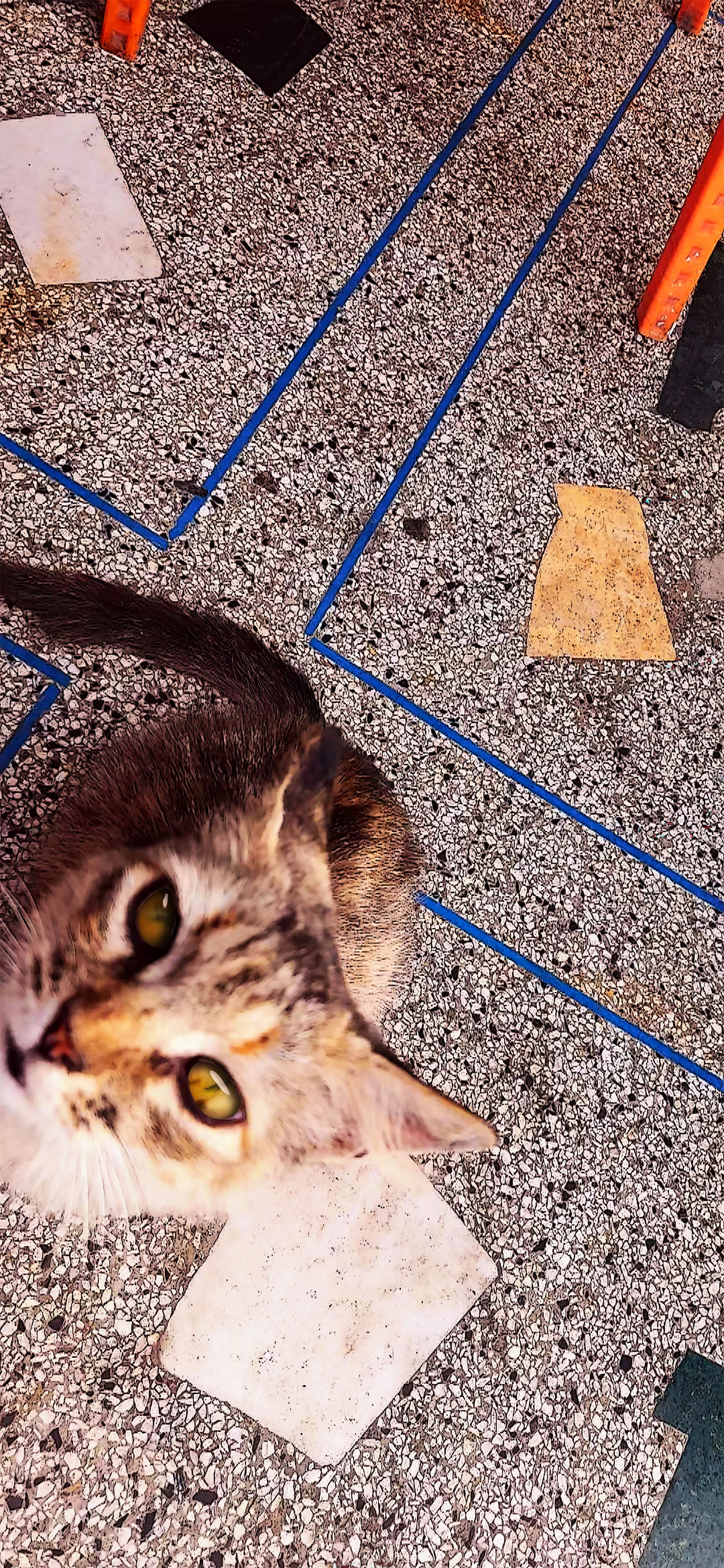 Utawkinami? / Obligatory Medina Cat #3 / Brochette Stand / Outskirts of Rabat
