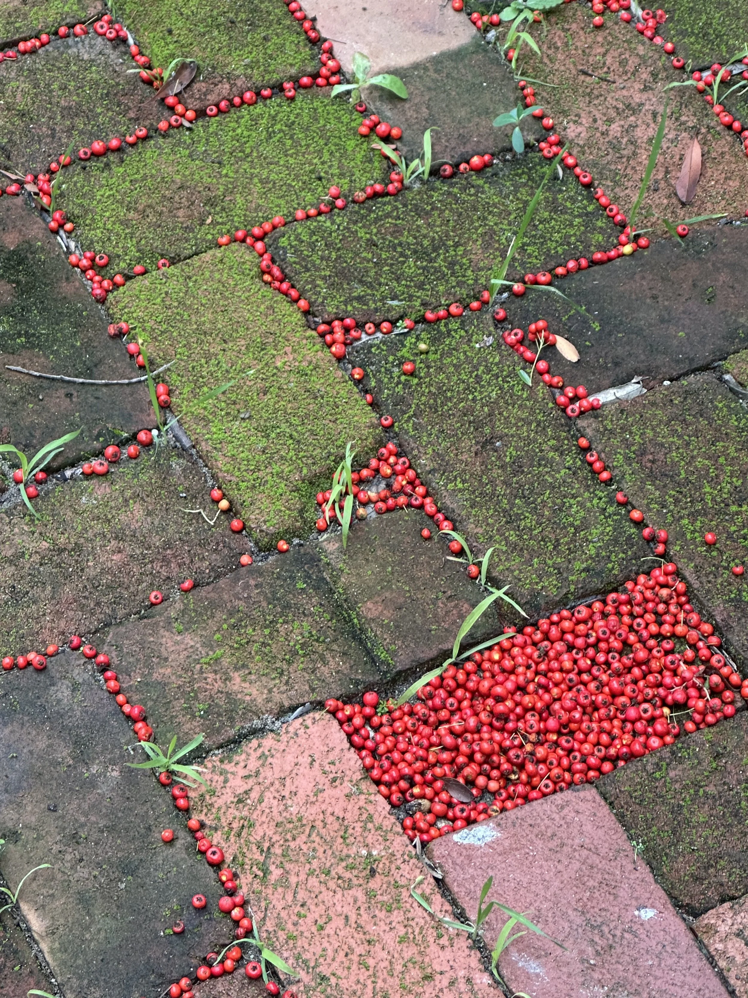 Trying to Fit a Circle in a Square, 2025, Toyon berries, Dimensions variable