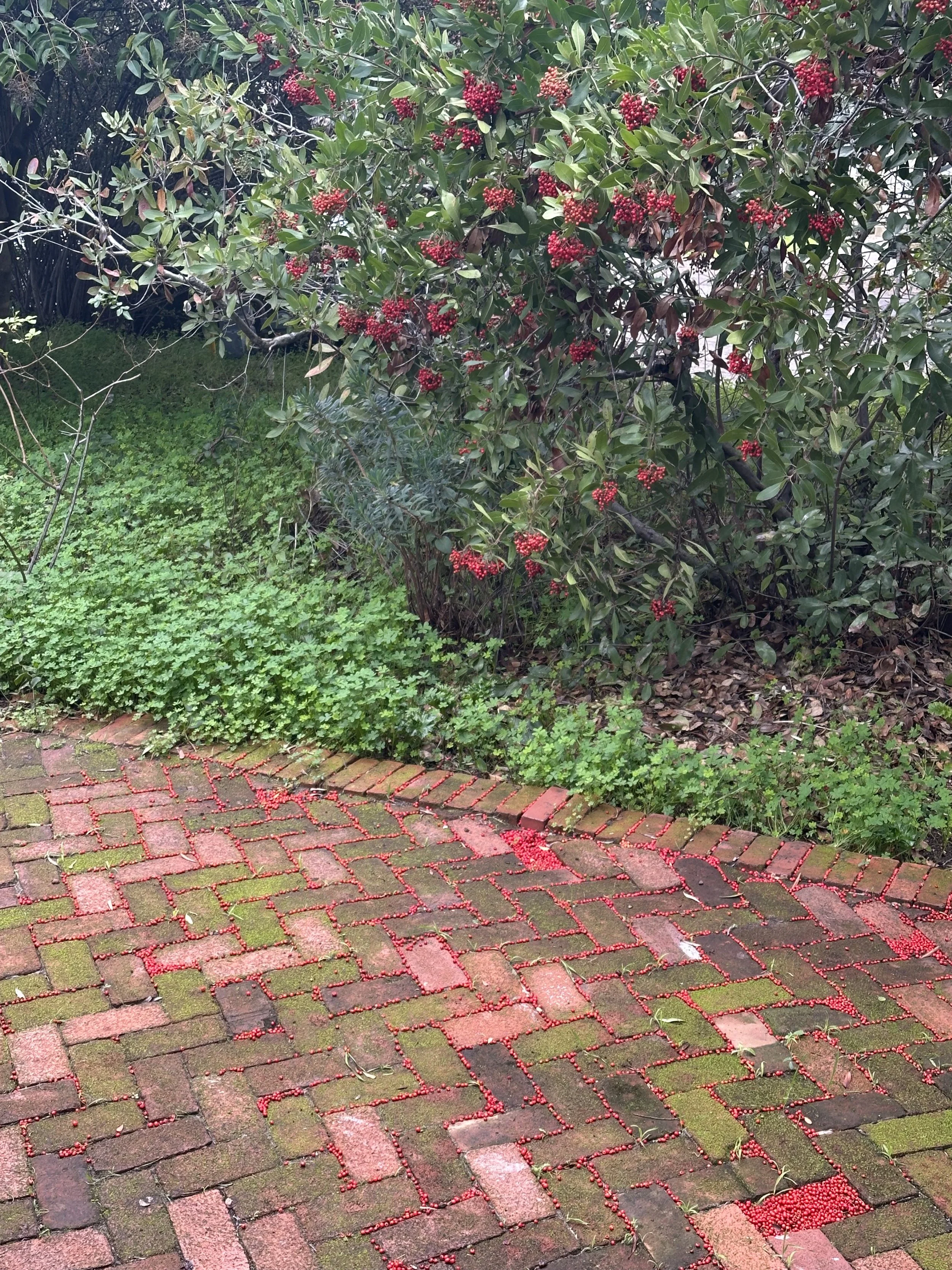 Trying to Fit a Circle in a Square, 2025, Toyon berries, Dimensions variable