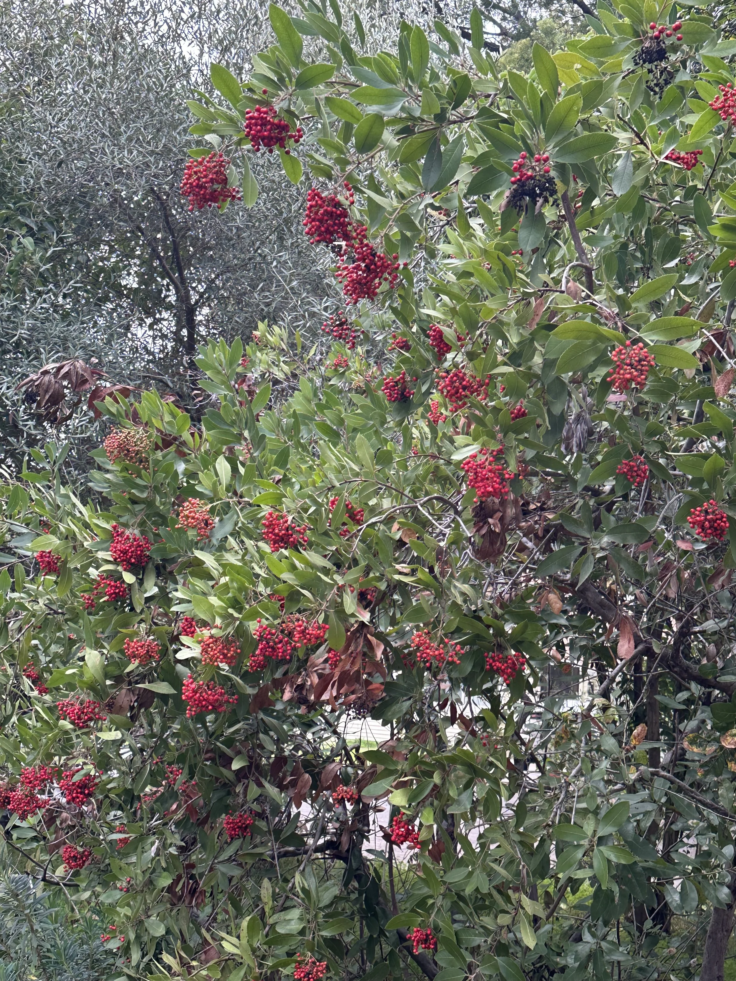 Trying to Fit a Circle in a Square, 2025, Toyon berries, Dimensions variable