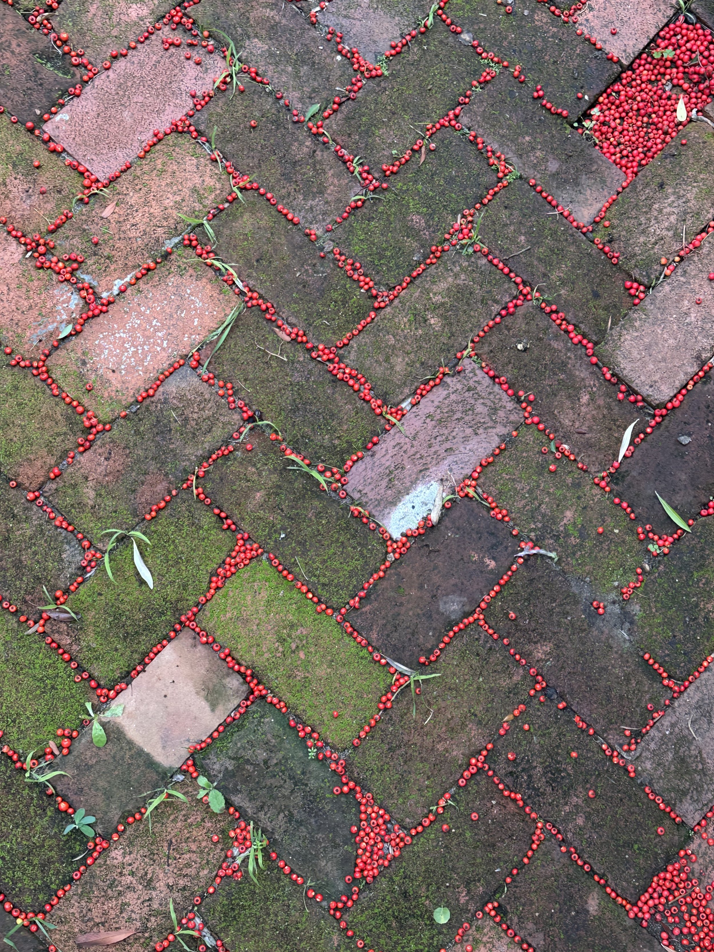 Trying to Fit a Circle in a Square, 2025, Toyon berries, Dimensions variable